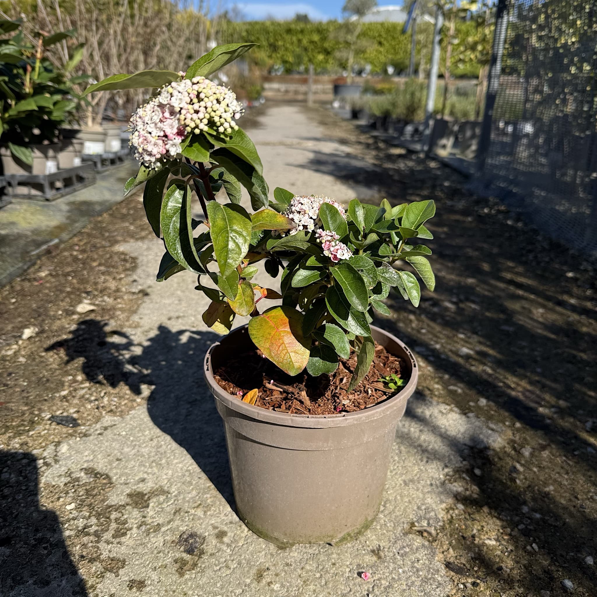 Viburnum tinus 'Lisa Rose'