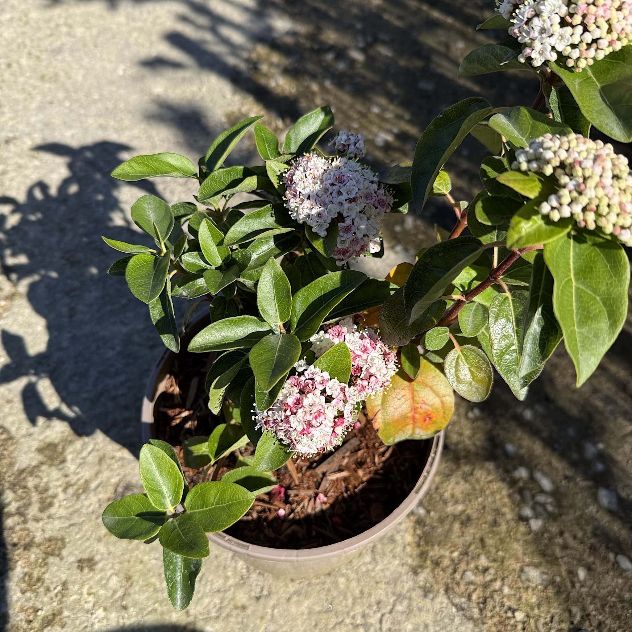 Viburnum tinus 'Lisa Rose'