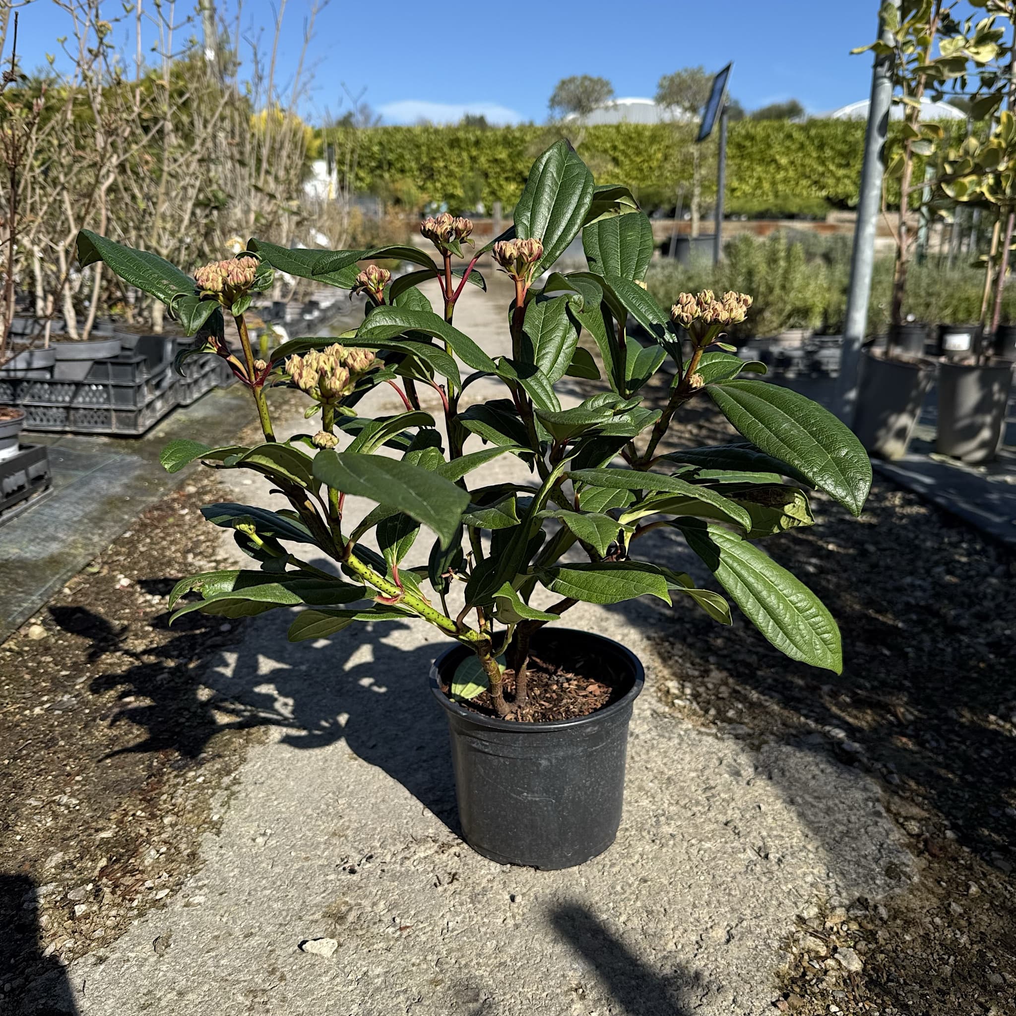 Viburnum davidii