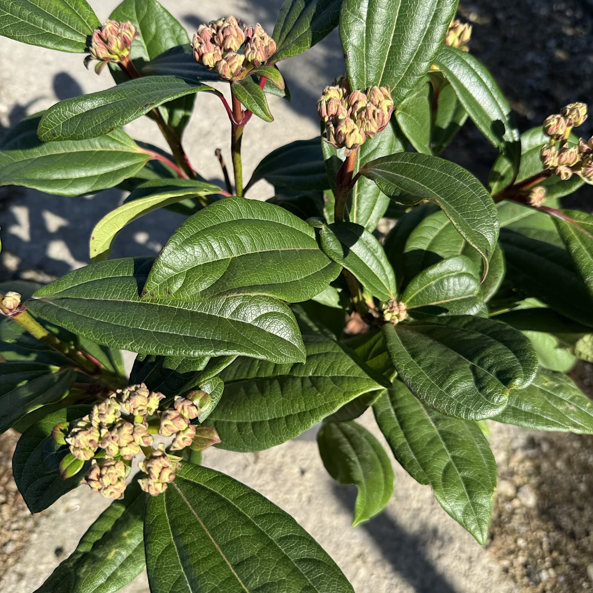 Viburnum davidii