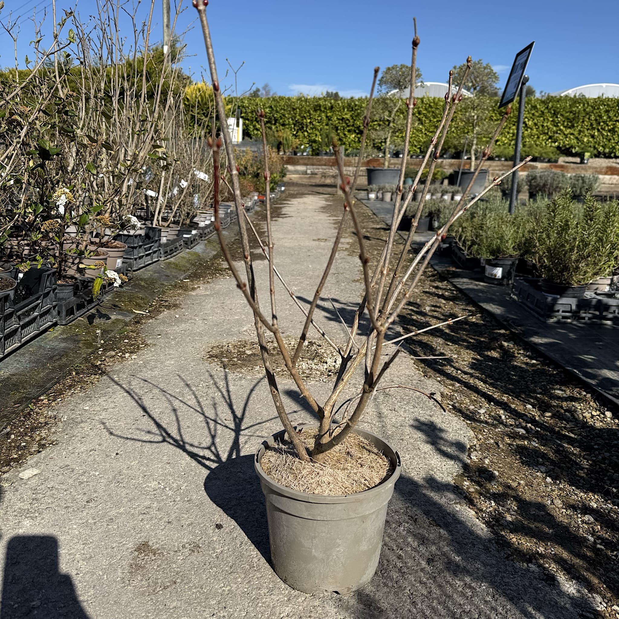 Viburnum opulus 'Compactum'