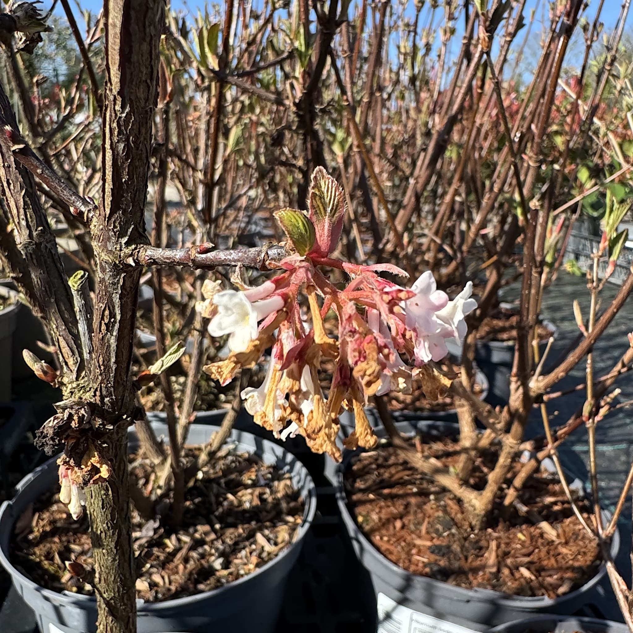 Viburnum opulus 'Compactum'