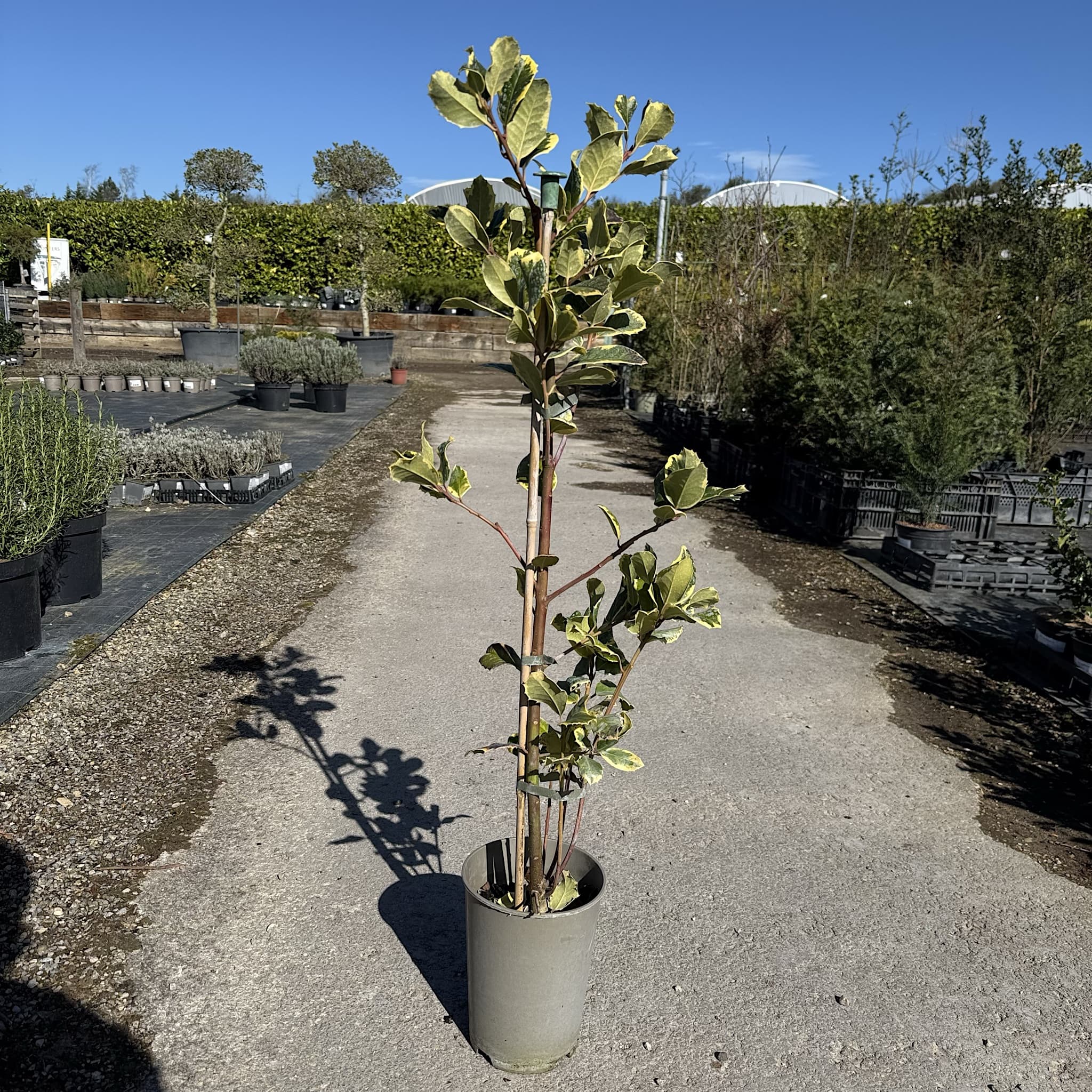 Ilex altacl. 'Golden King'