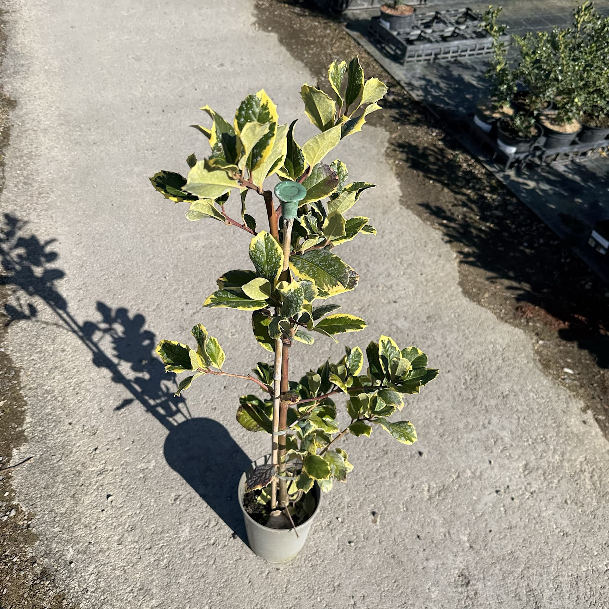 Ilex altacl. 'Golden King'
