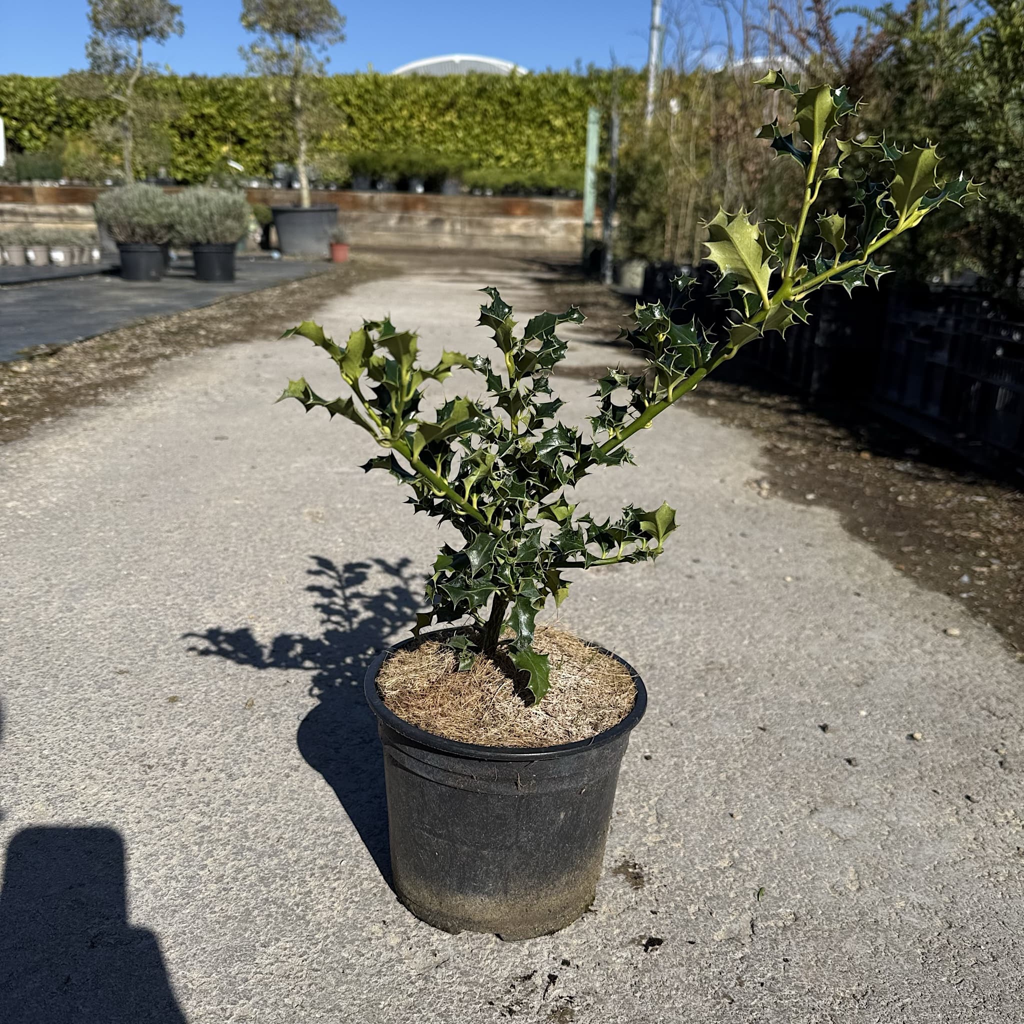 Ilex aquifolium