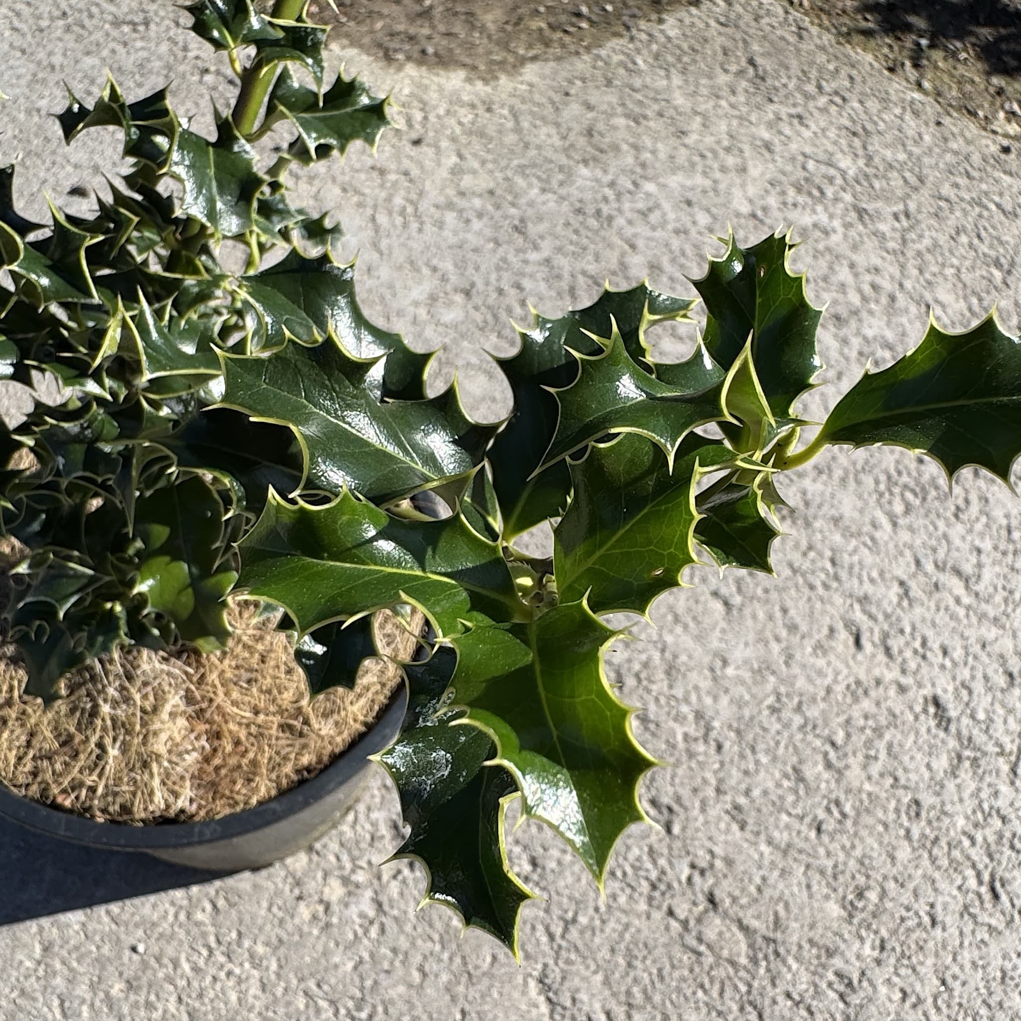 Ilex aquifolium