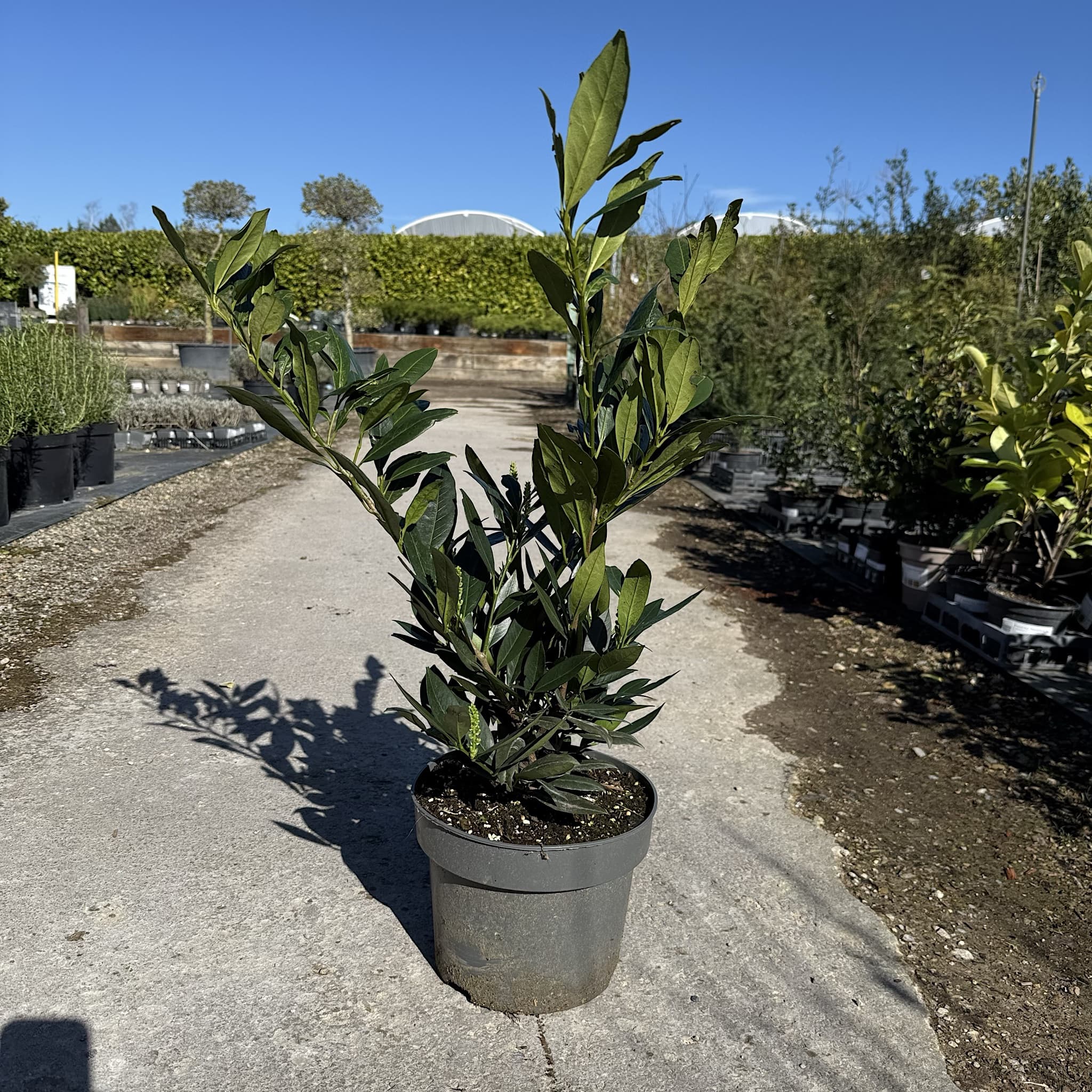 Prunus laur. 'Otto Luyken'