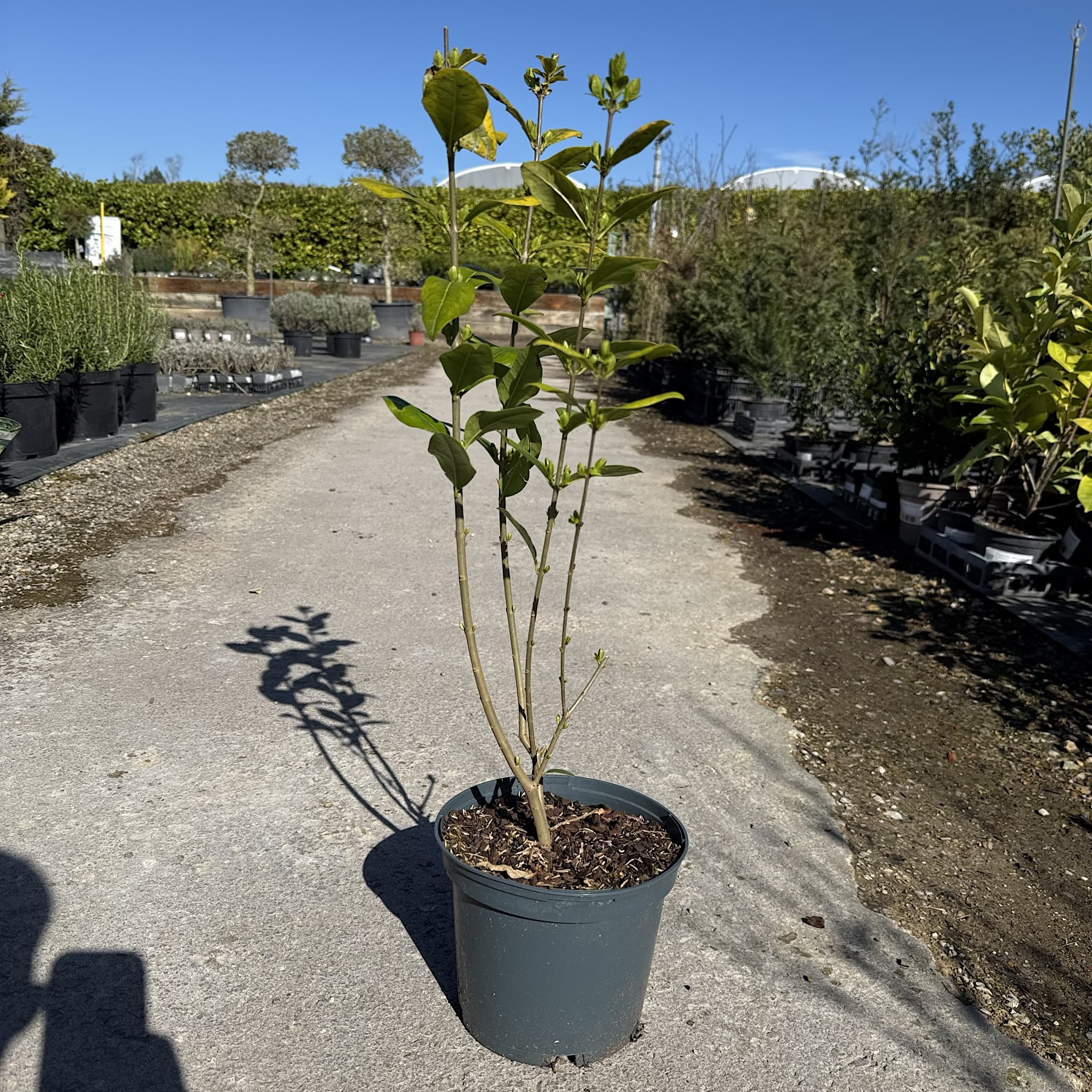 Ligustrum oval aureum