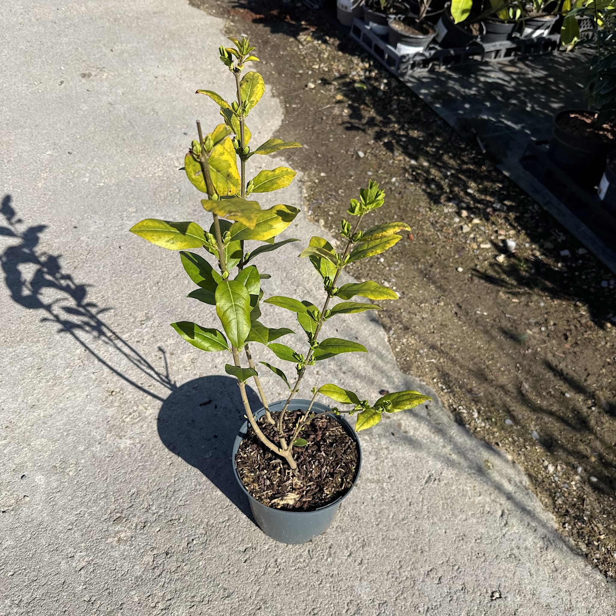 Ligustrum oval aureum