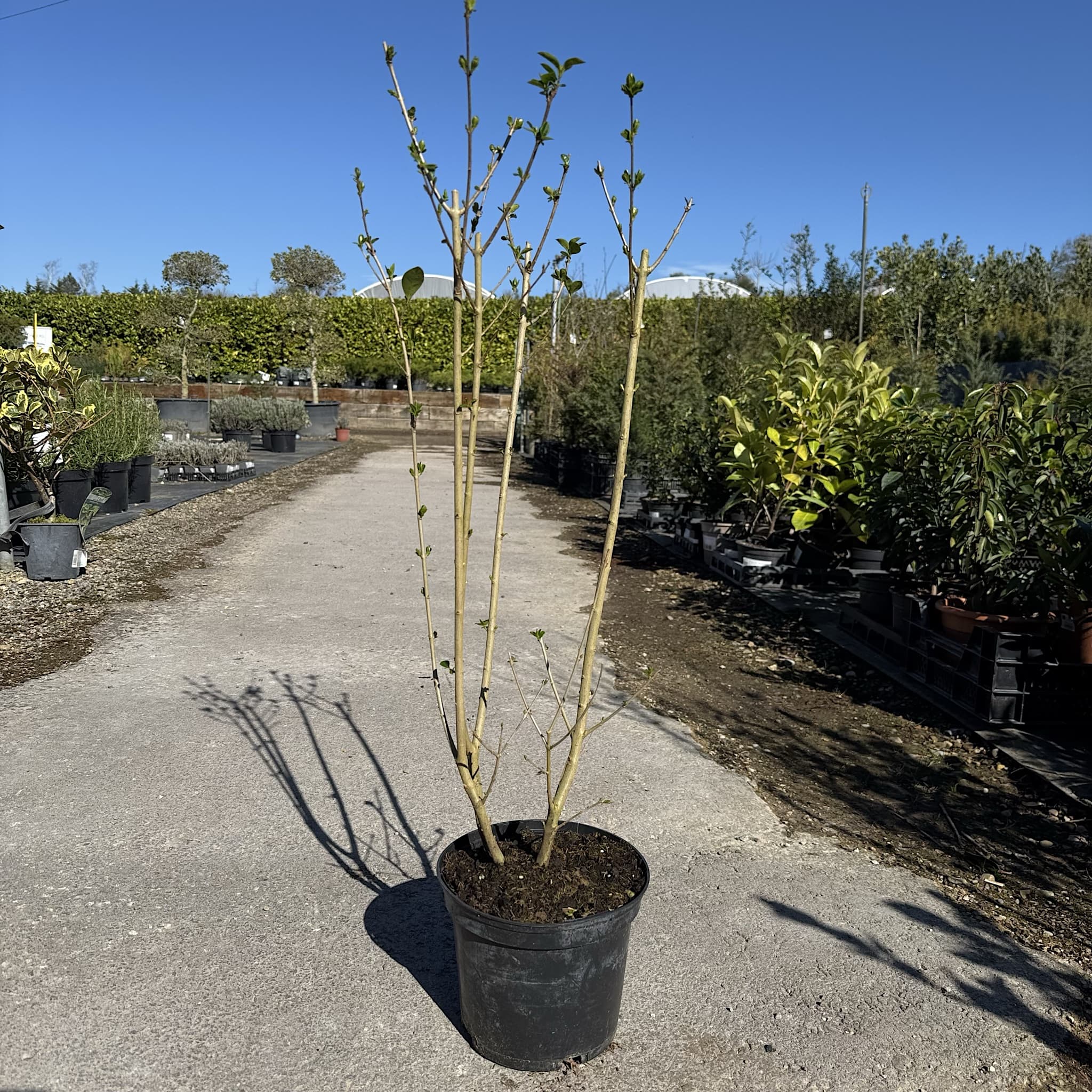 Ligustrum ovalifolium