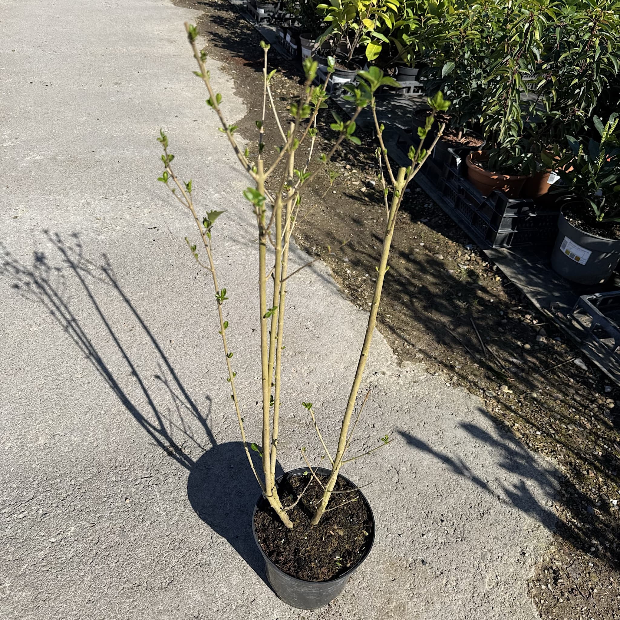 Ligustrum ovalifolium