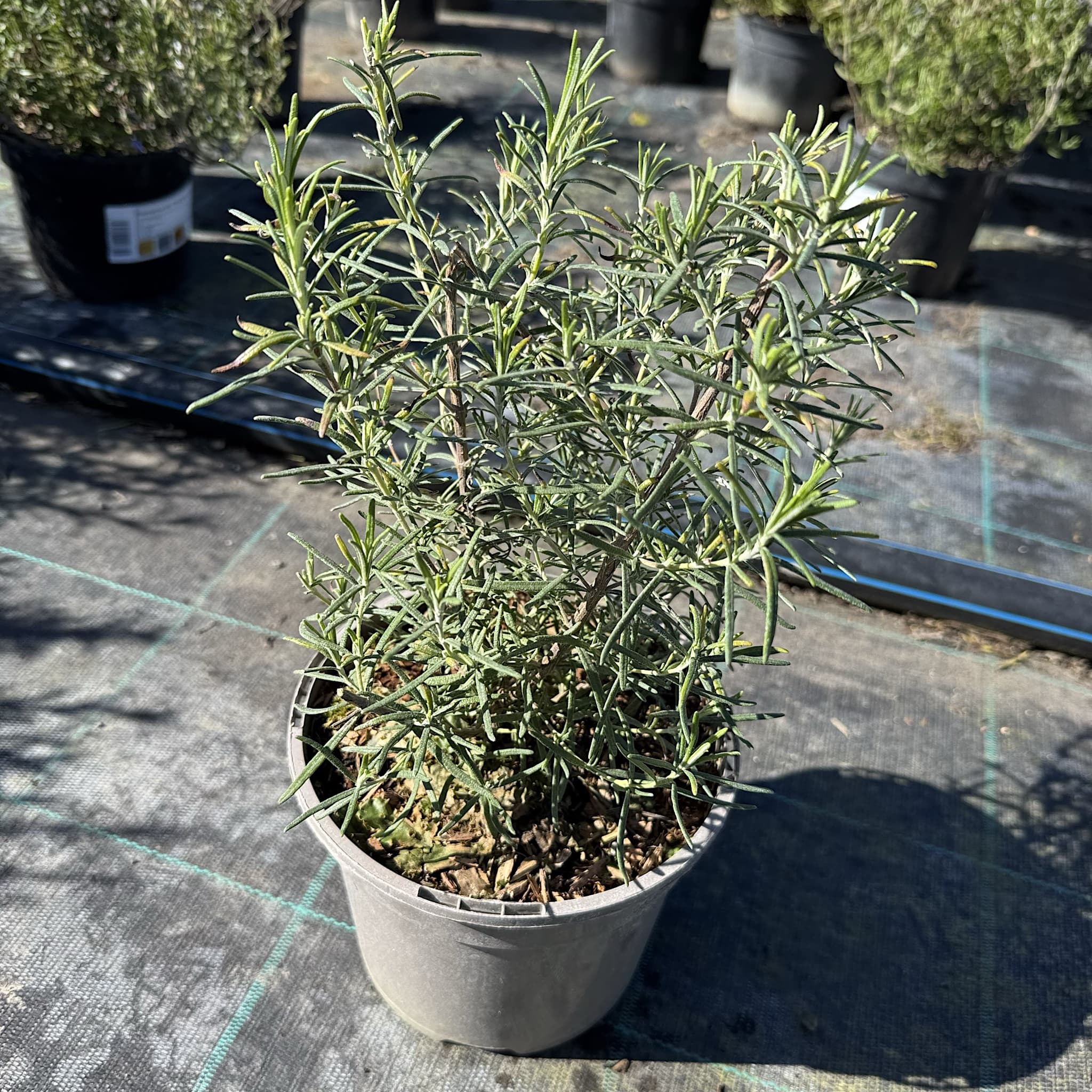 Rosmarinus 'Jessopps Upright'