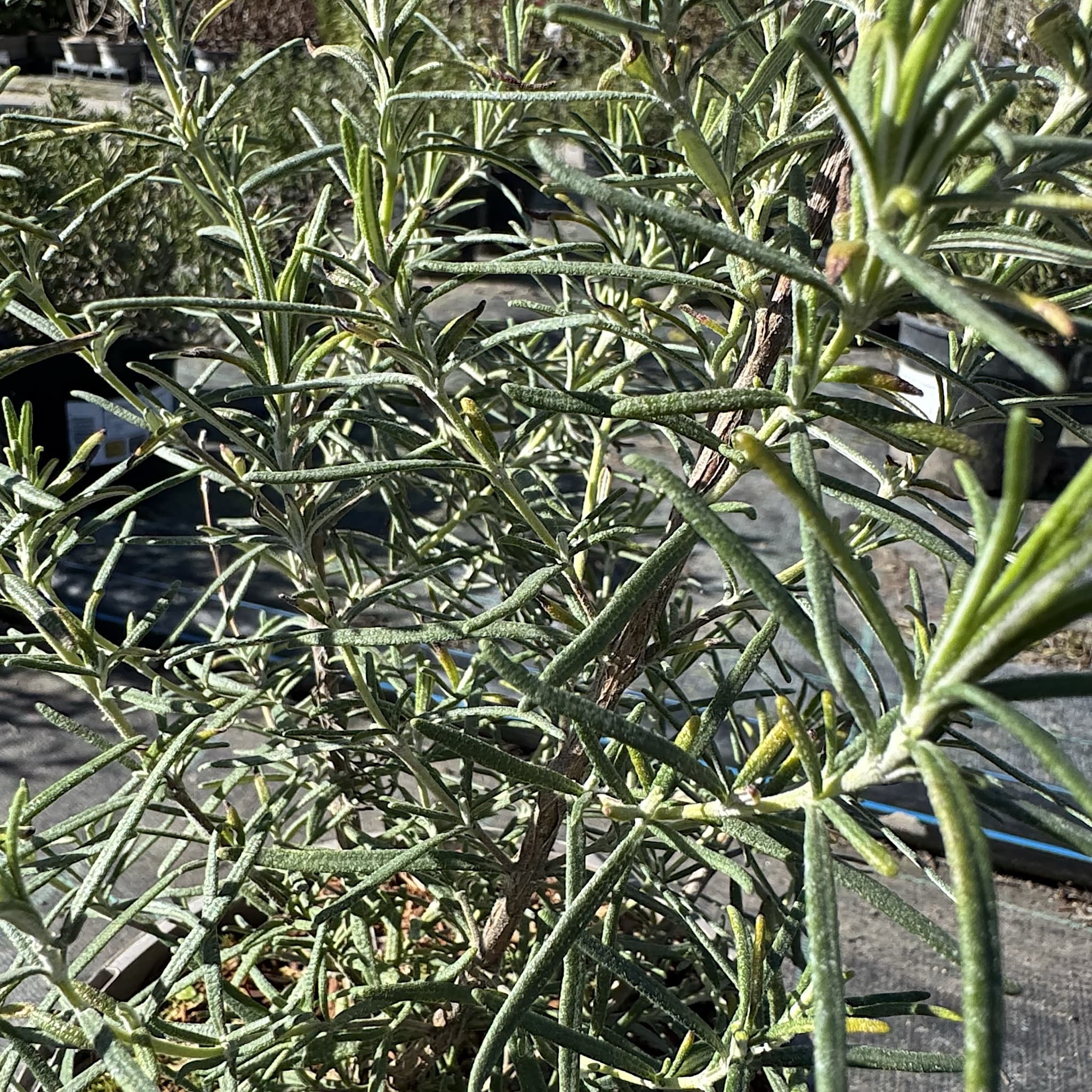 Rosmarinus 'Jessopps Upright'
