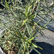 Rosmarinus 'Jessopps Upright'