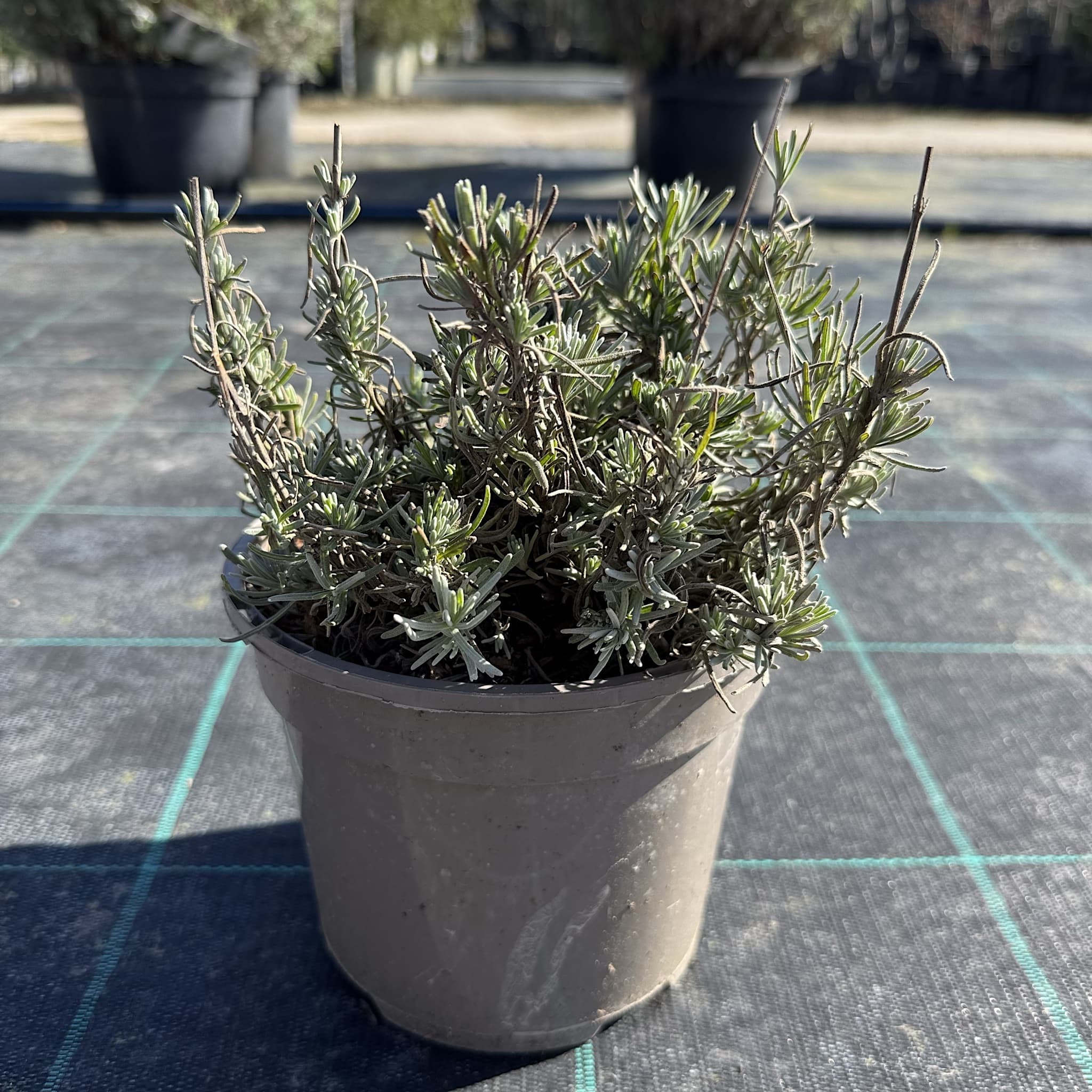 Lavandula 'Hidcote'