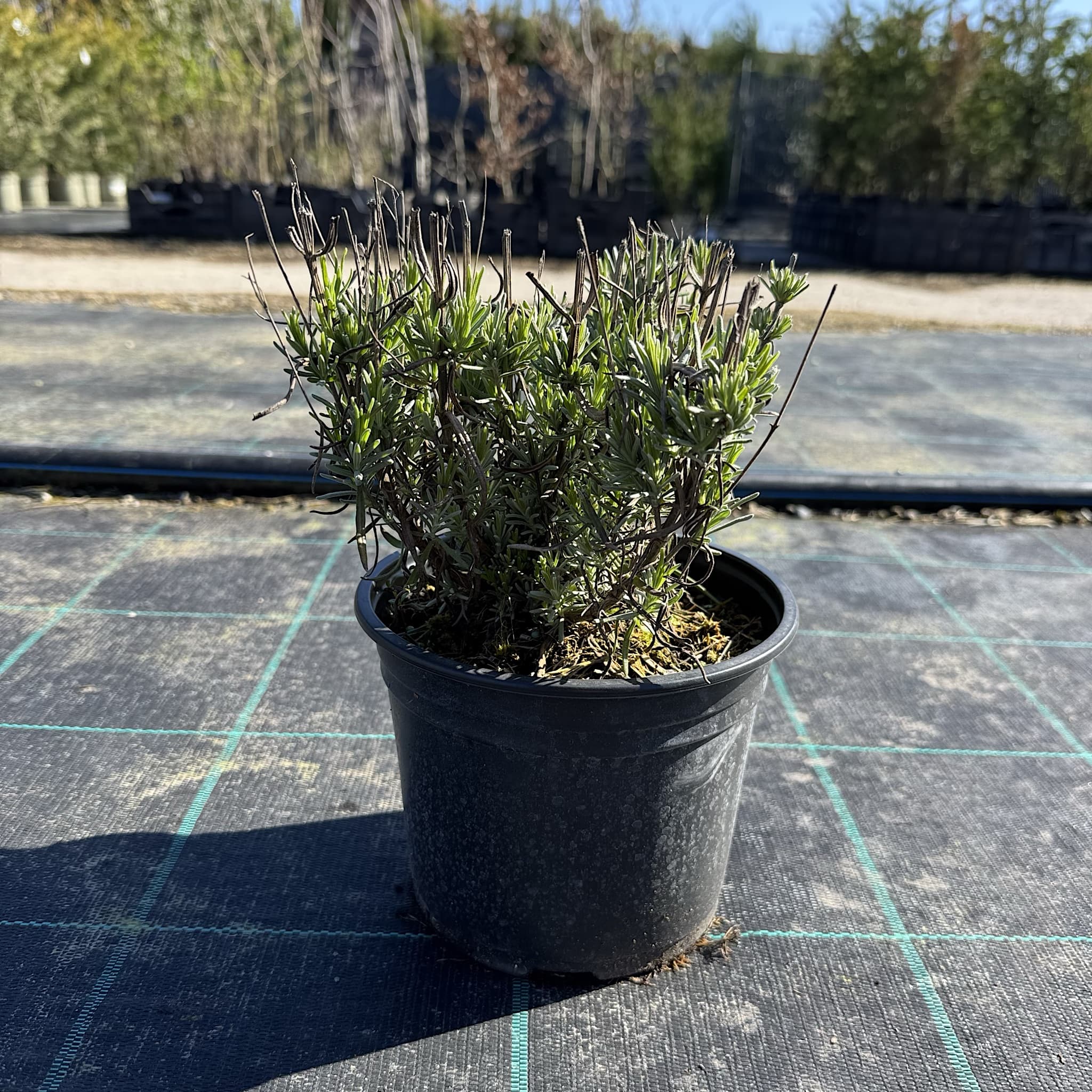 Lavandula 'Munstead'