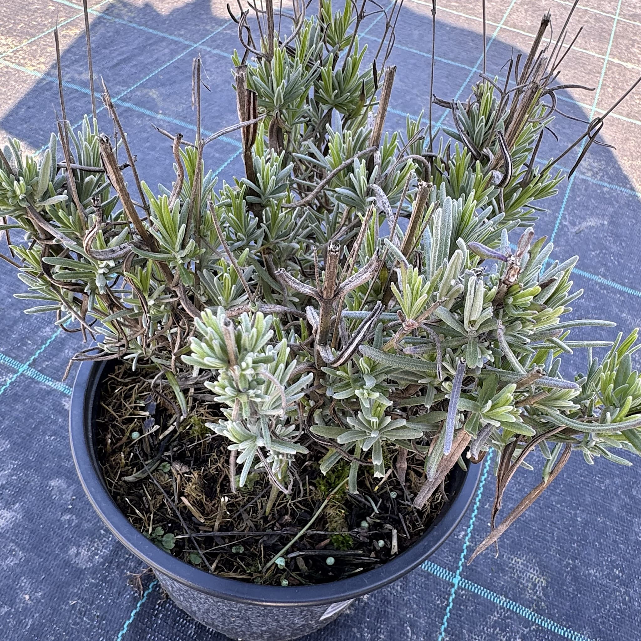 Lavandula 'Munstead'