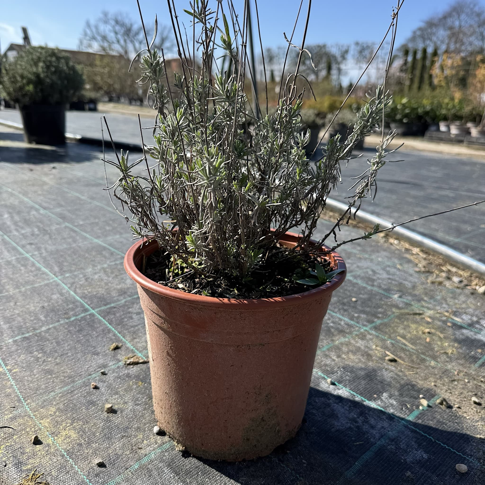 Lavandula 'Hidcote'