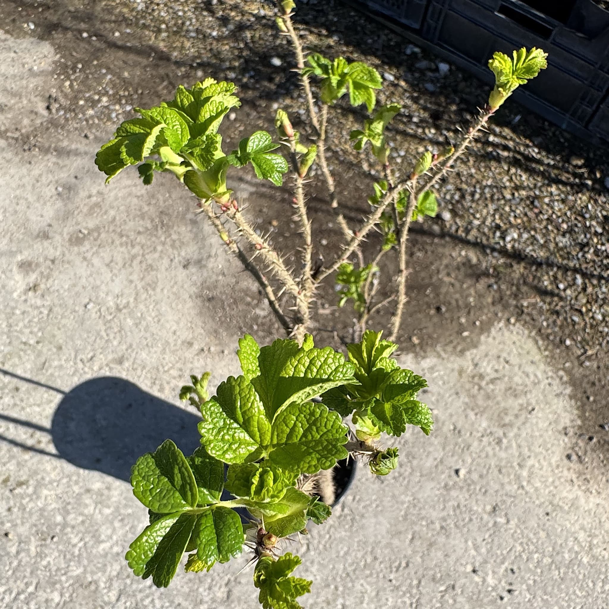Rosa rugosa