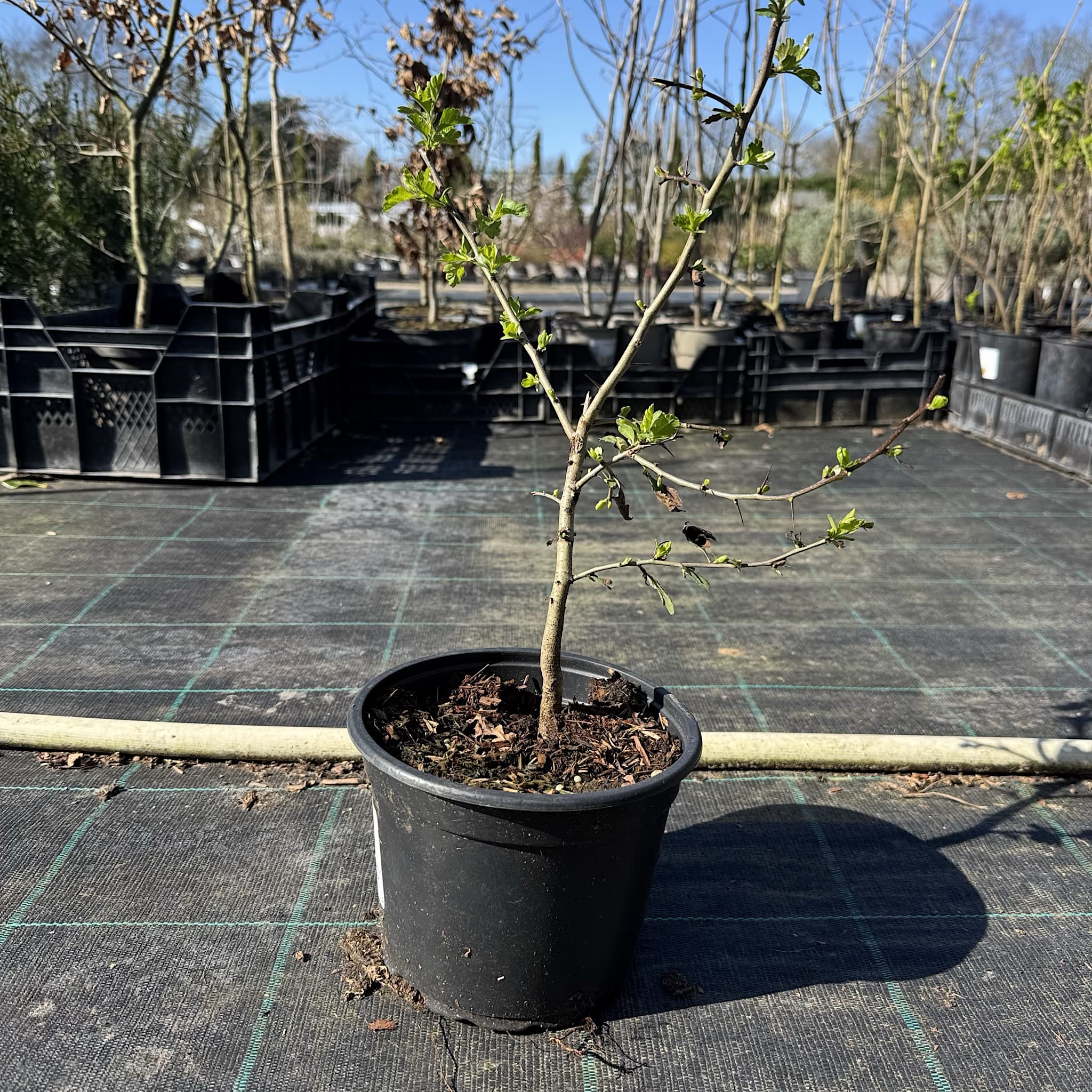 Crataegus monogyna
