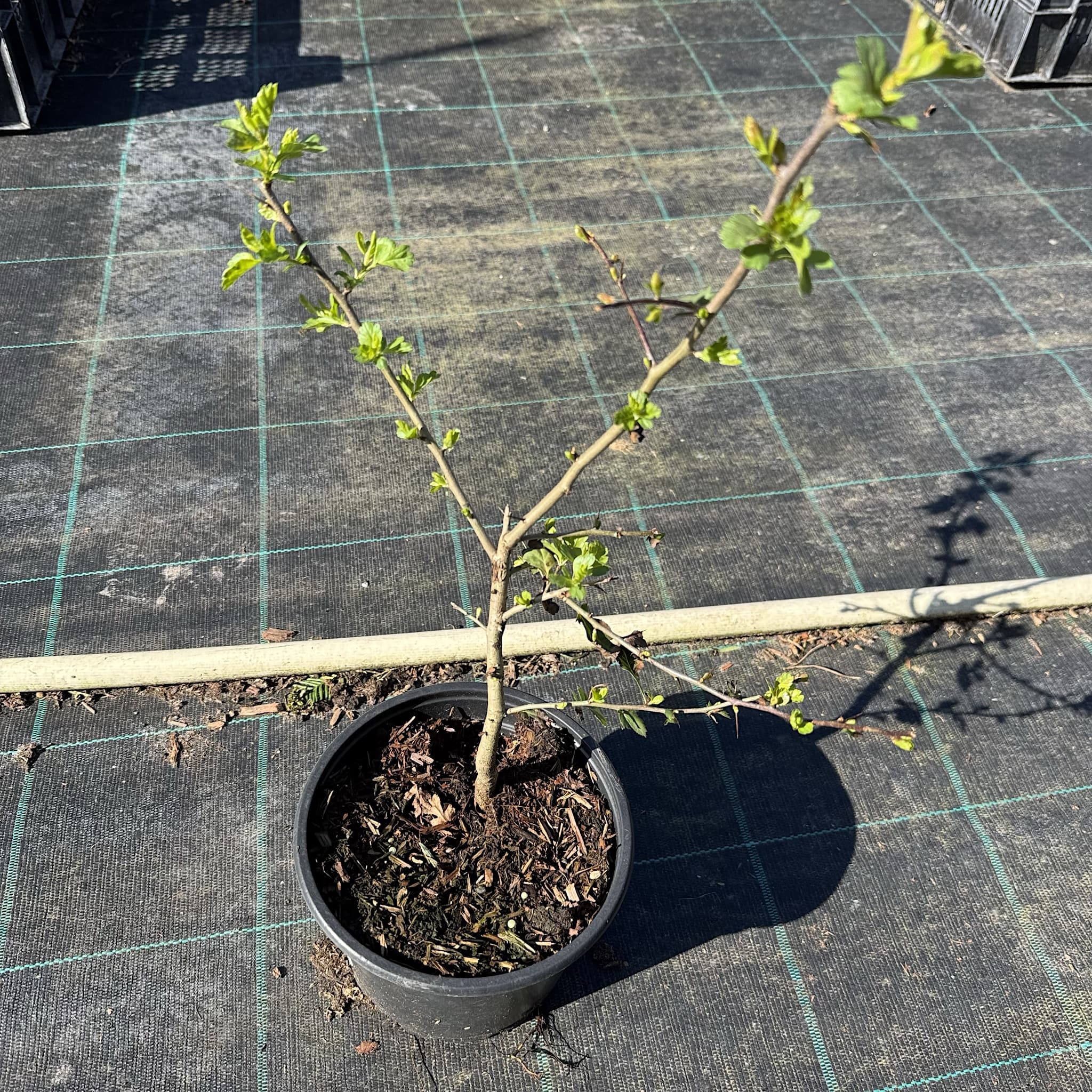 Crataegus monogyna