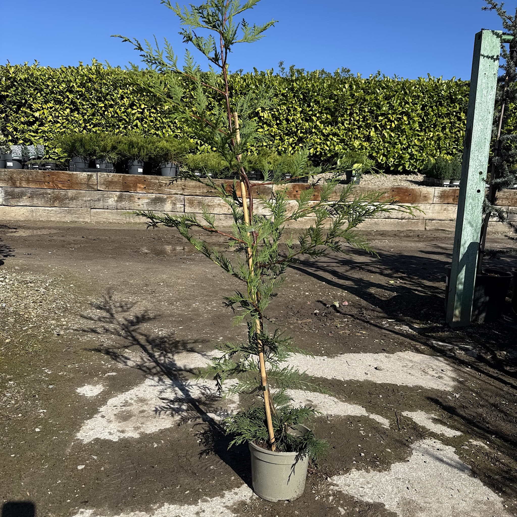 Cupressocyparis leylandii