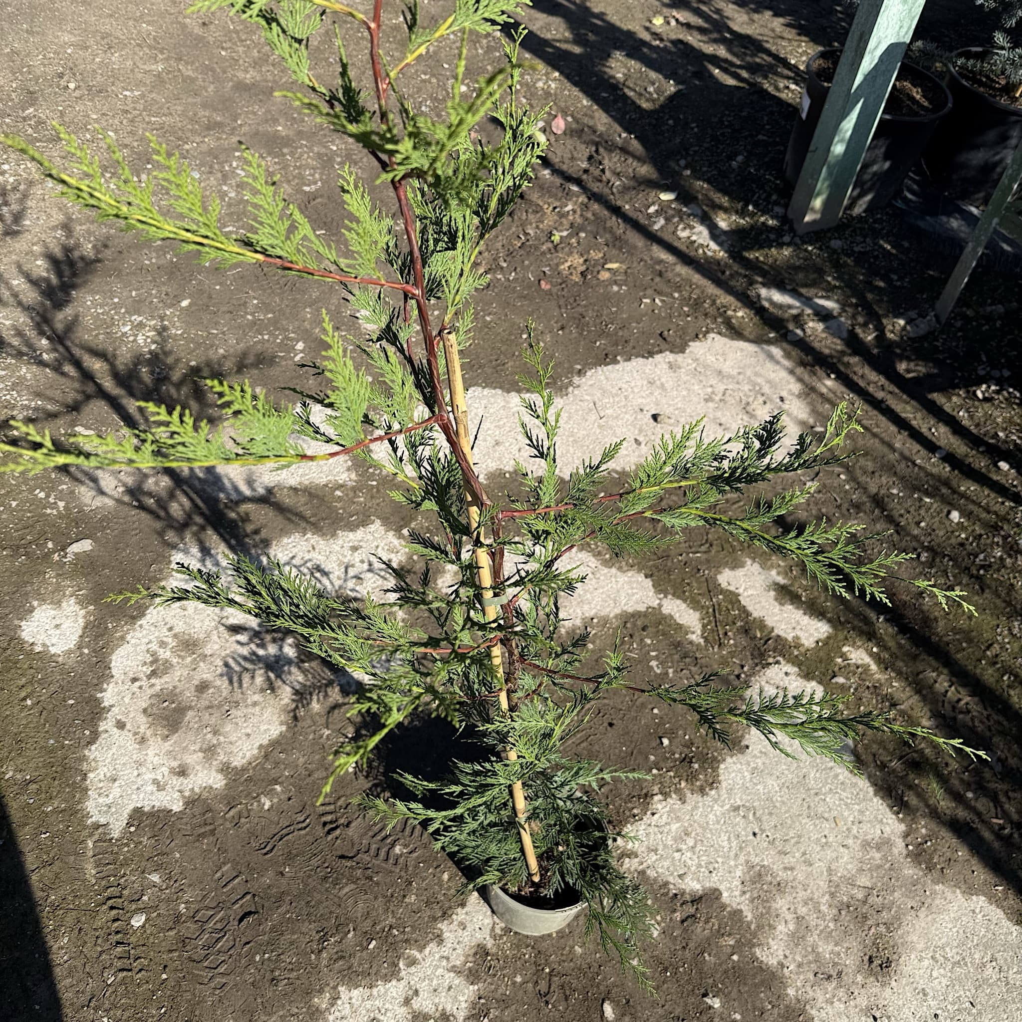 Cupressocyparis leylandii