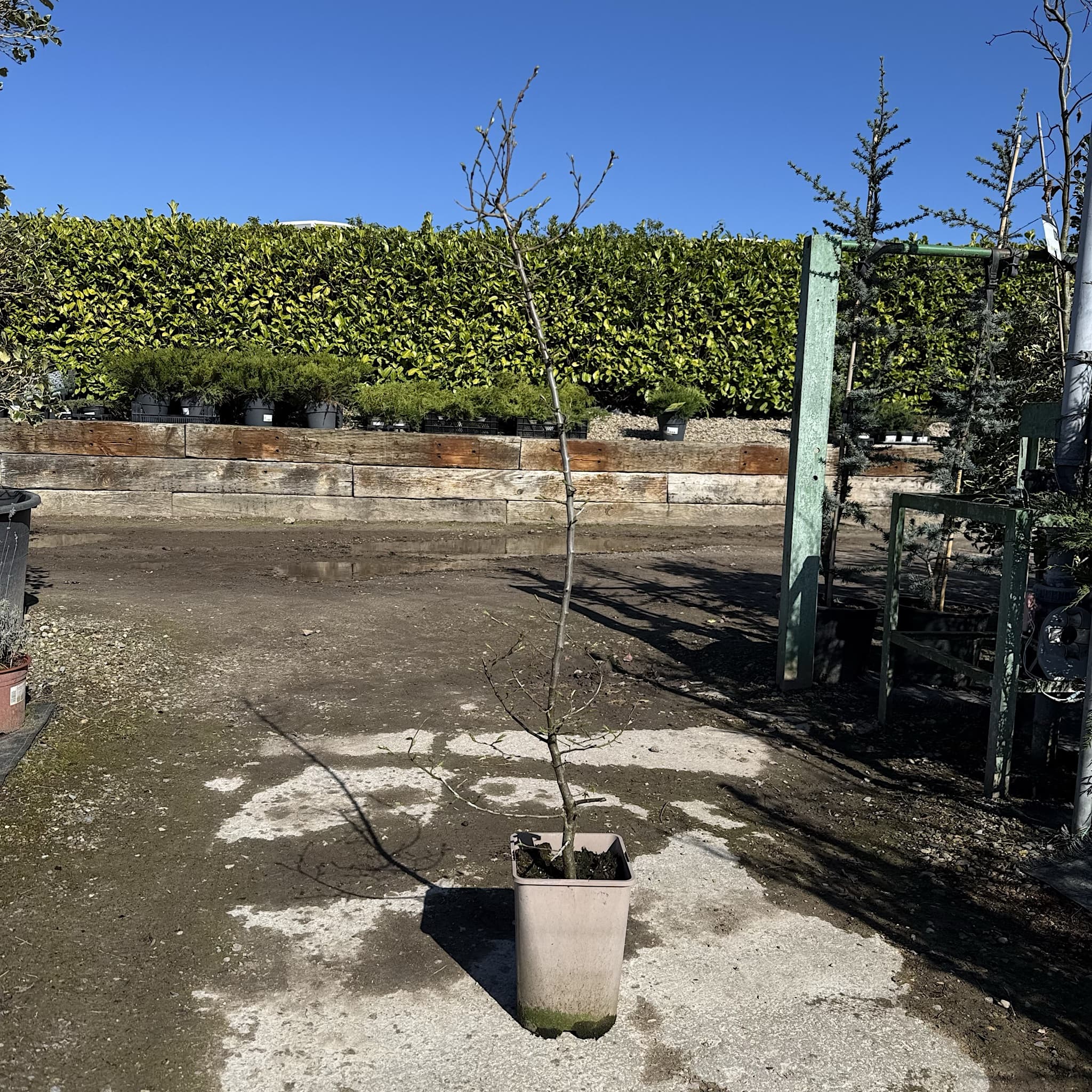 Carpinus betulus