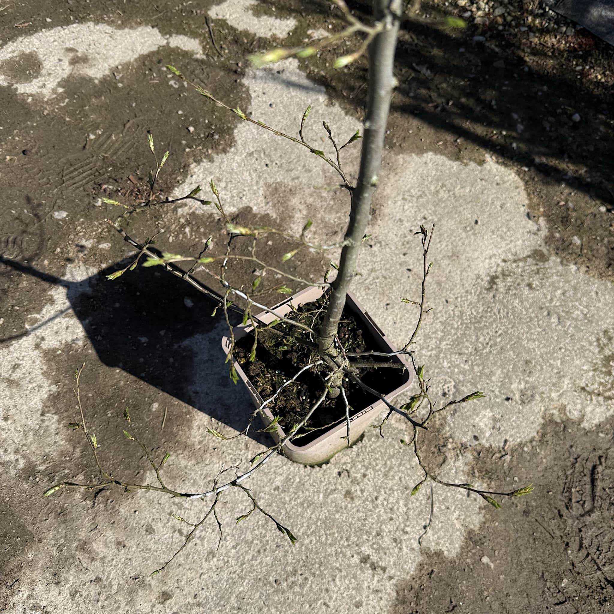 Carpinus betulus