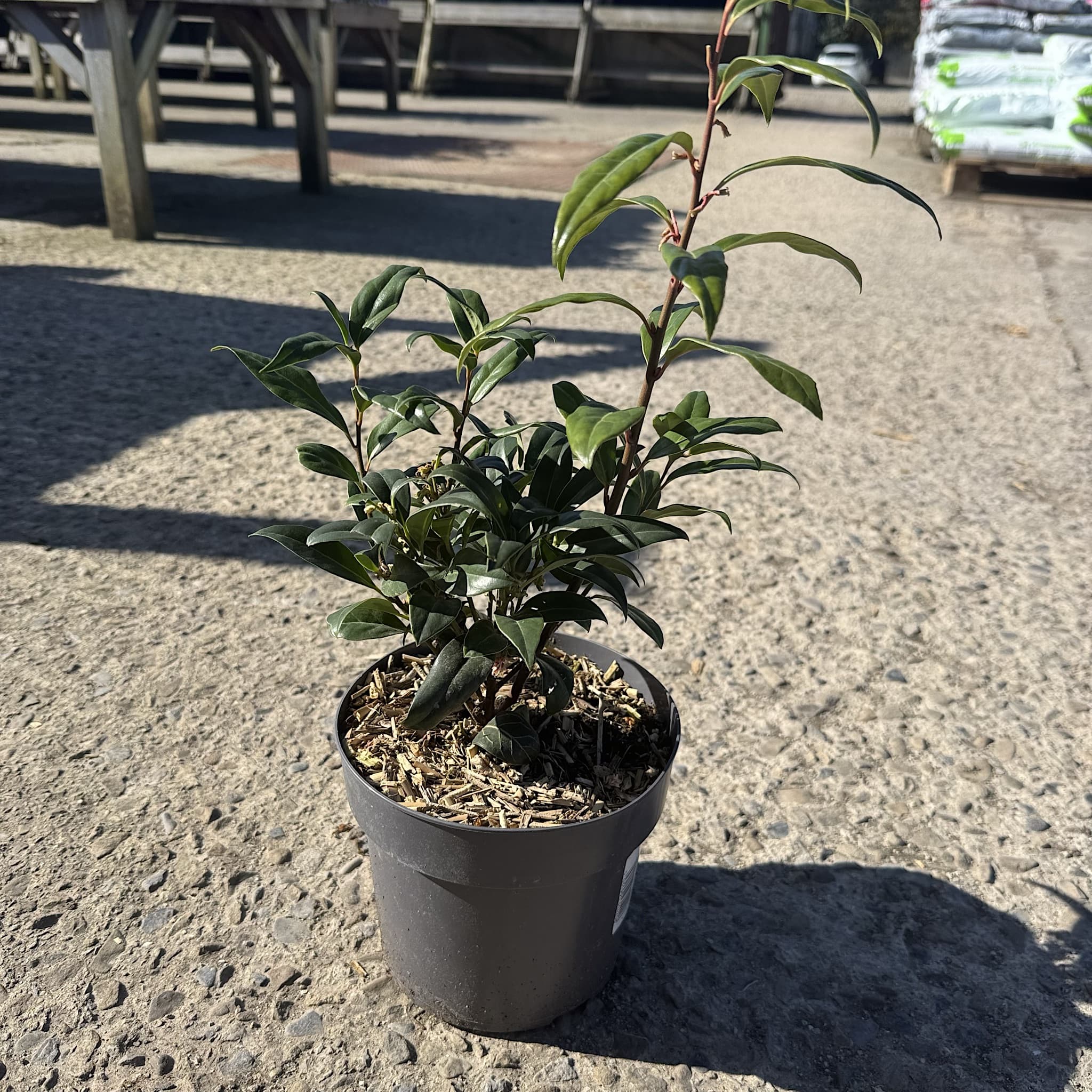 Sarcococca 'Winter Gem'