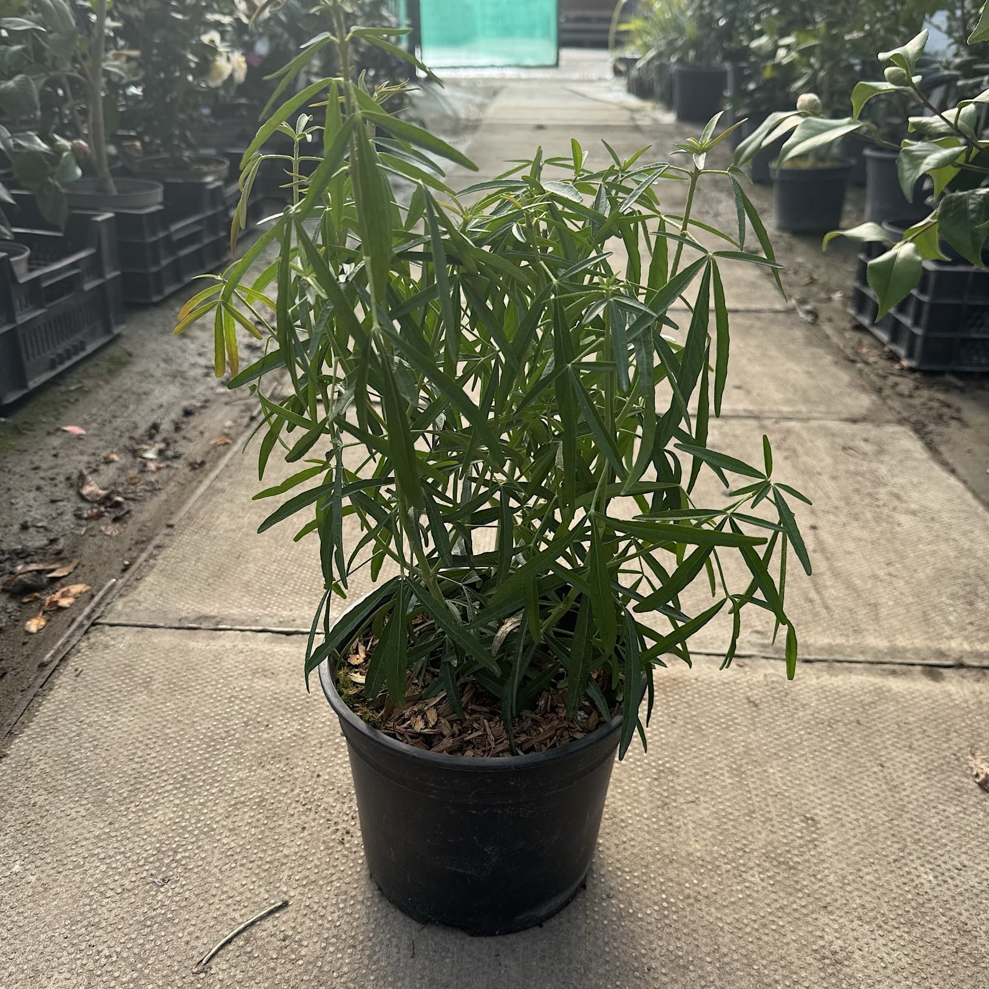 Choisya 'Aztec Pearl'