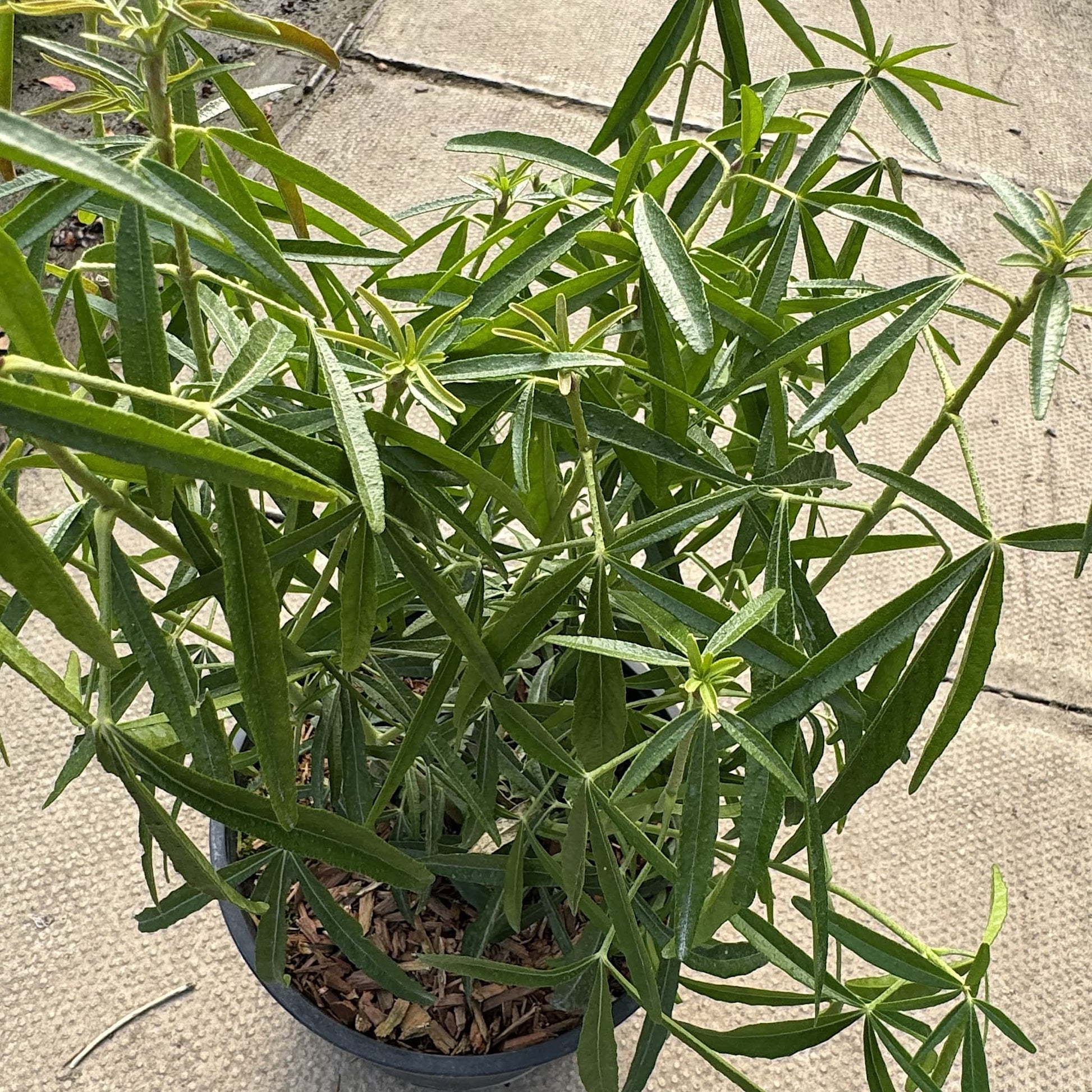 Choisya 'Aztec Pearl'