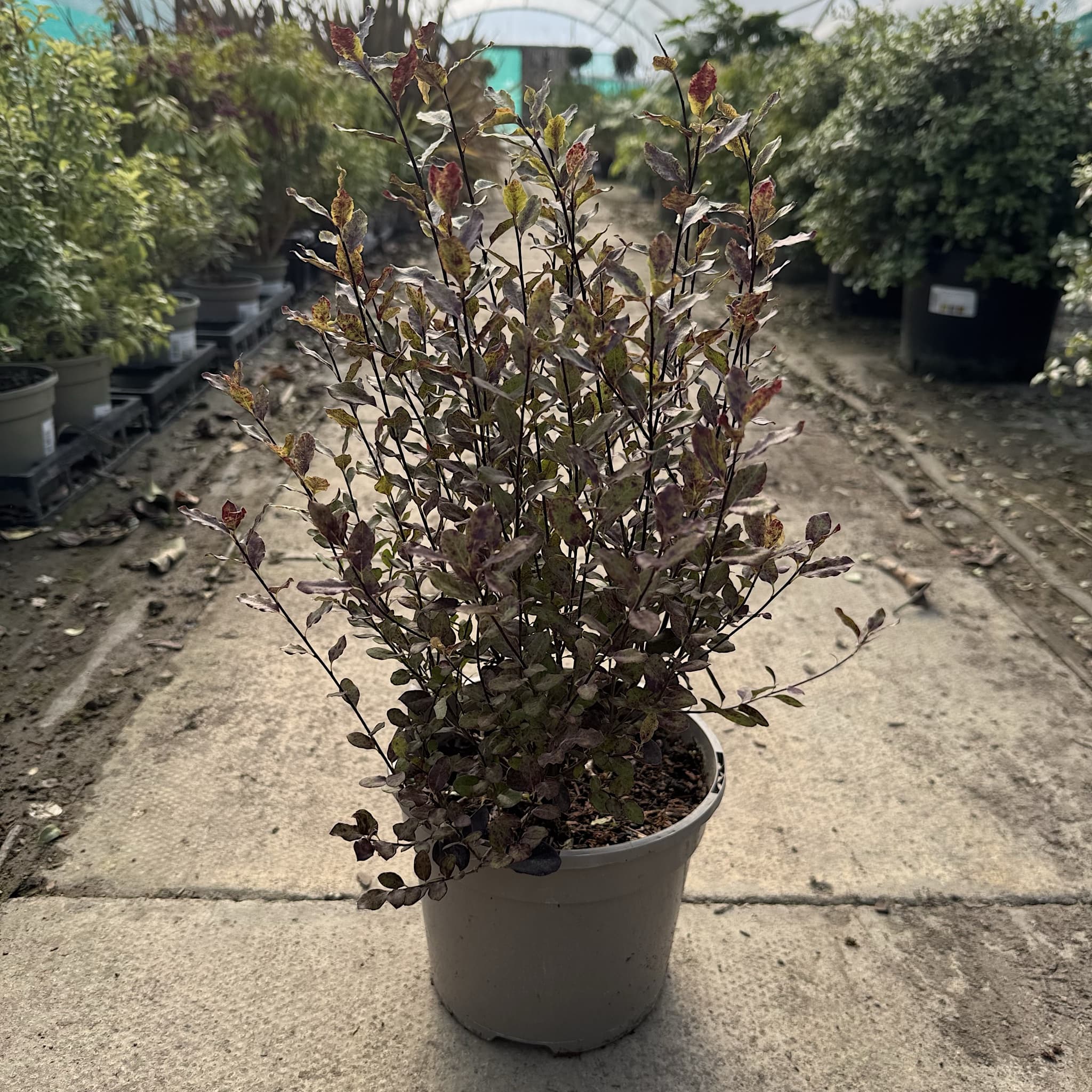 Pittosporum ten. 'Tom Thumb'
