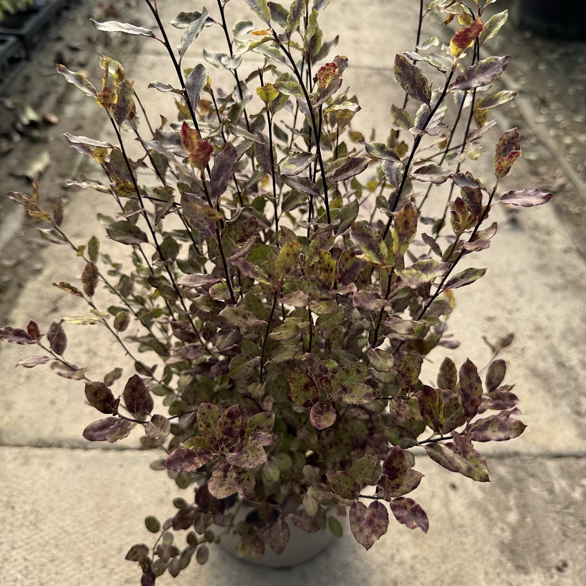 Pittosporum ten. 'Tom Thumb'