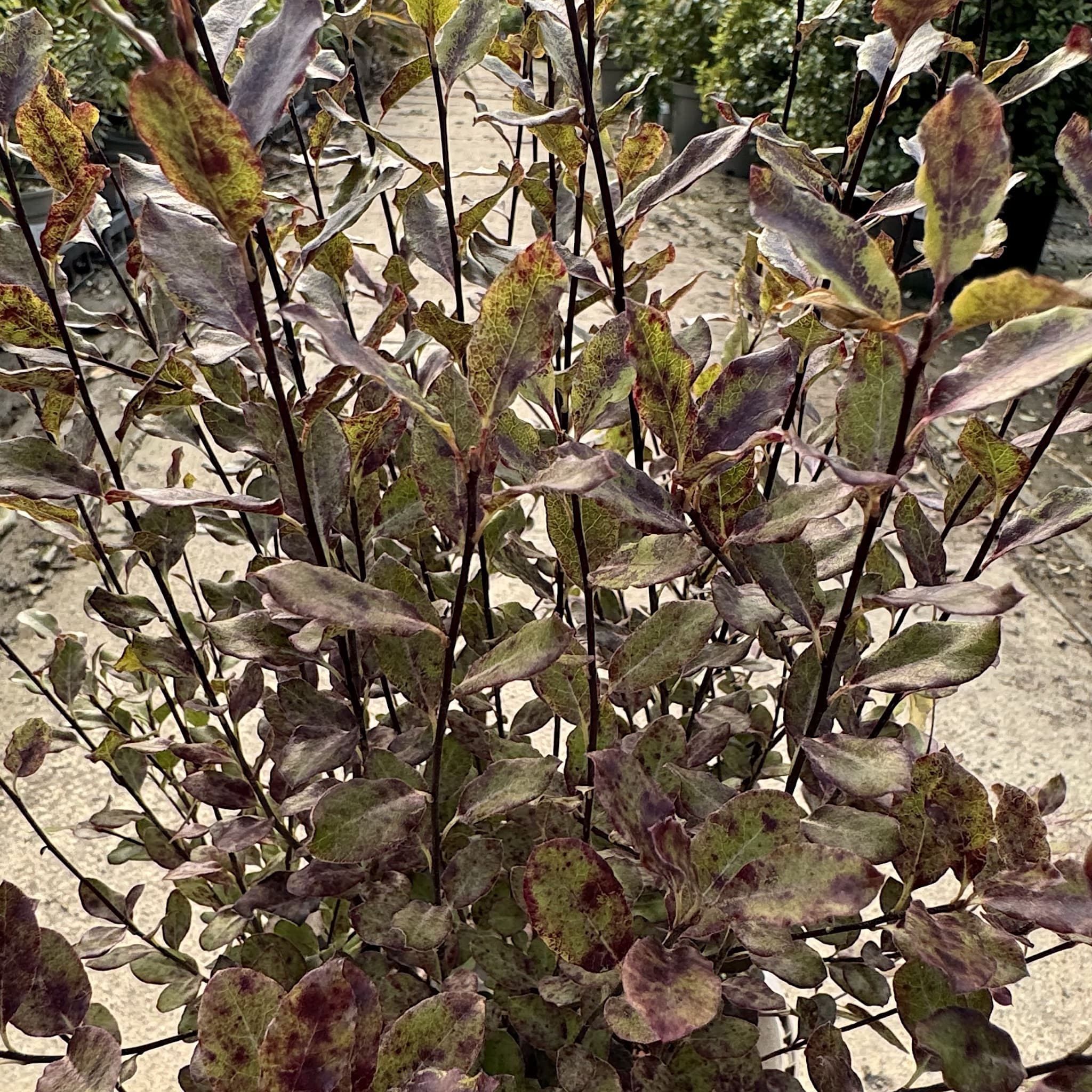 Pittosporum ten. 'Tom Thumb'