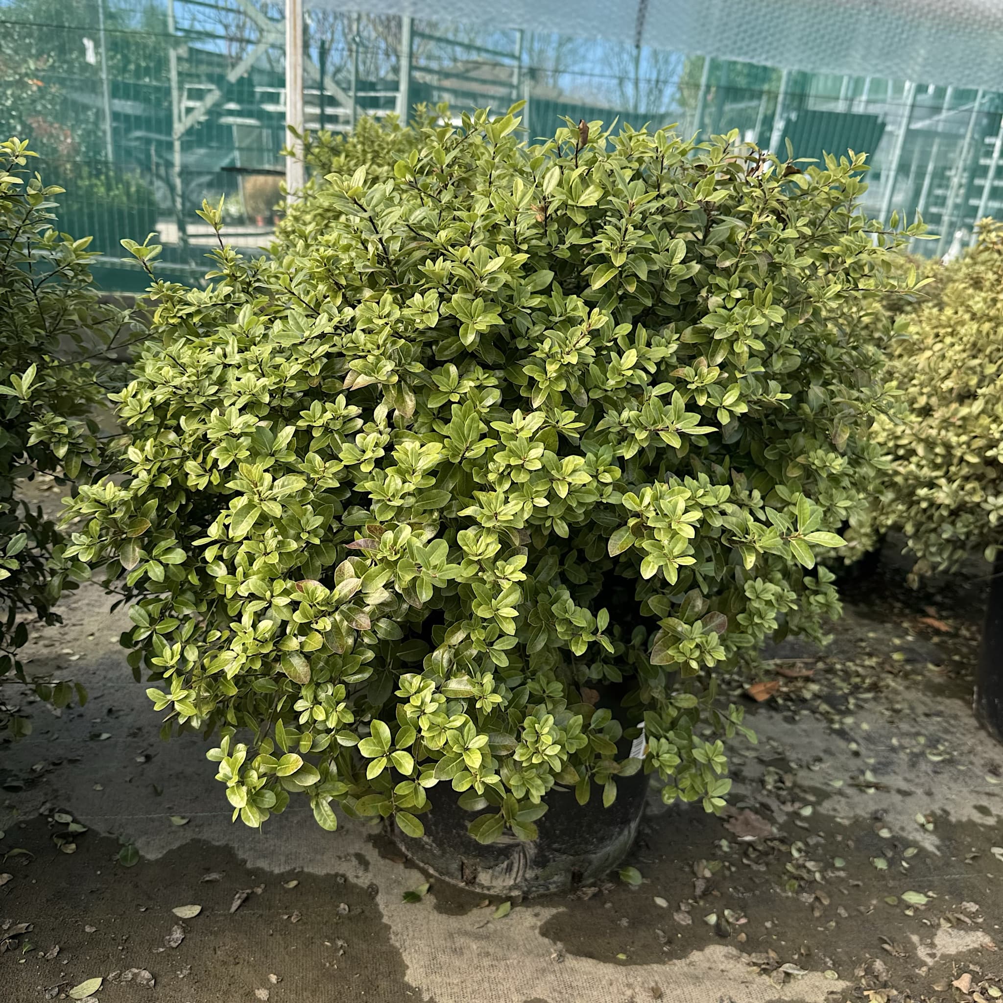 Pittosporum 'Golf Ball'