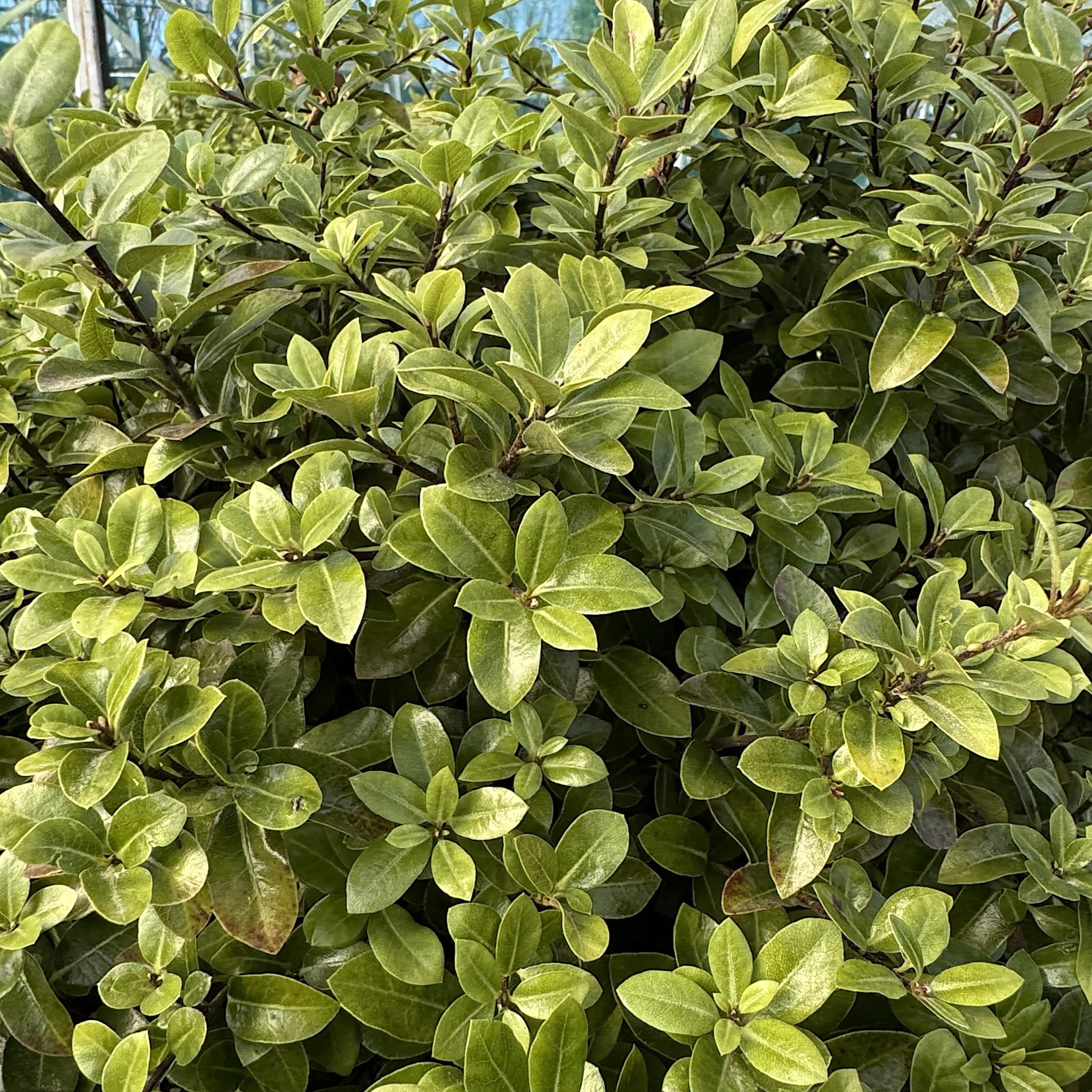 Pittosporum 'Golf Ball'