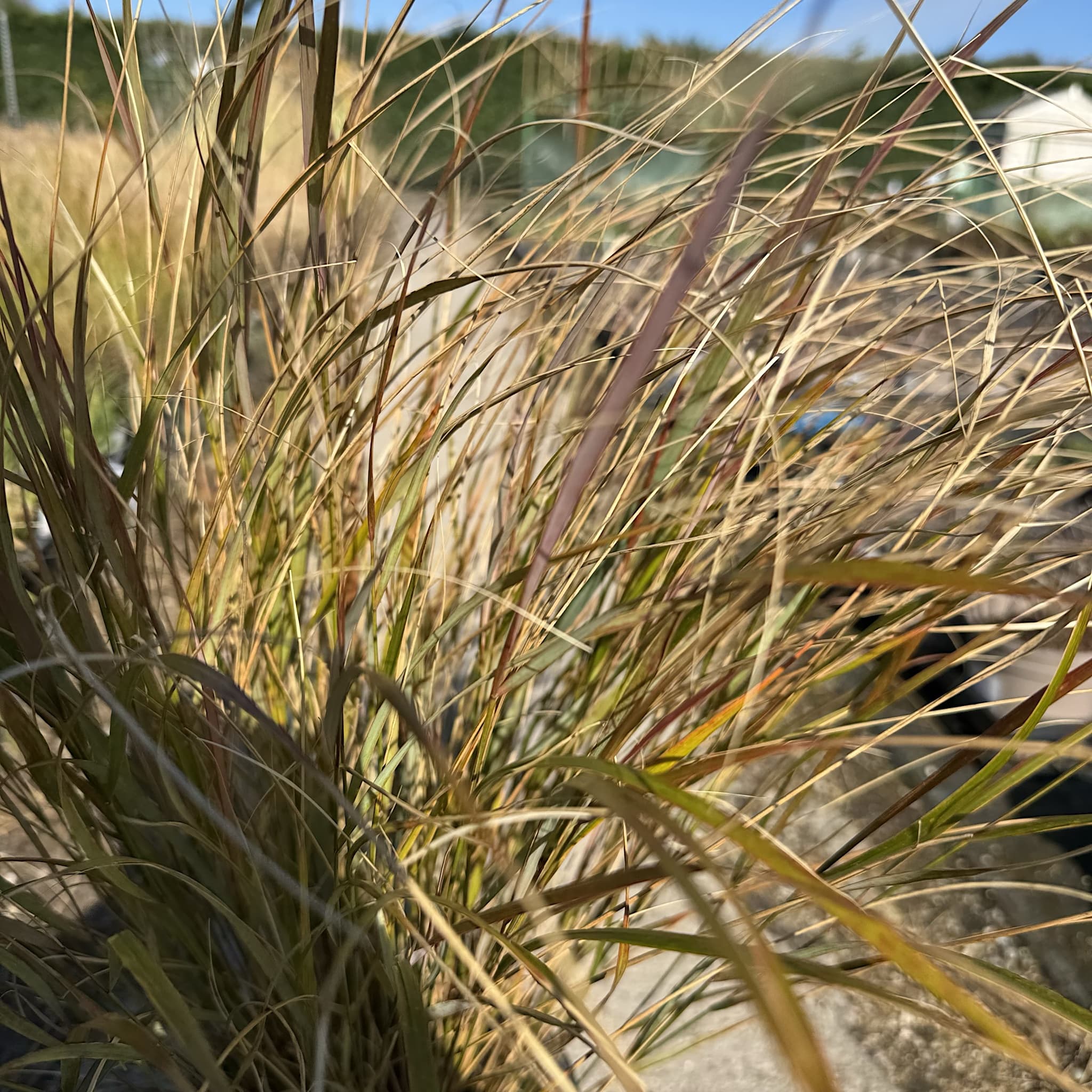 Anemanthele lessoniana