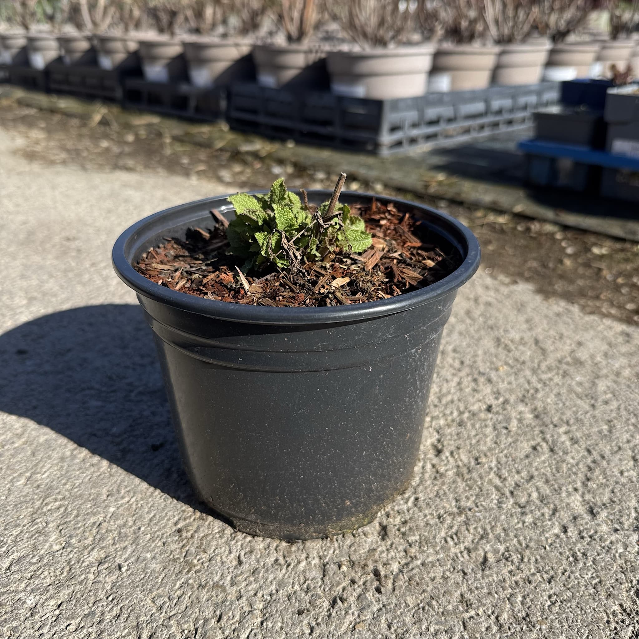 Salvia 'East Friesland'
