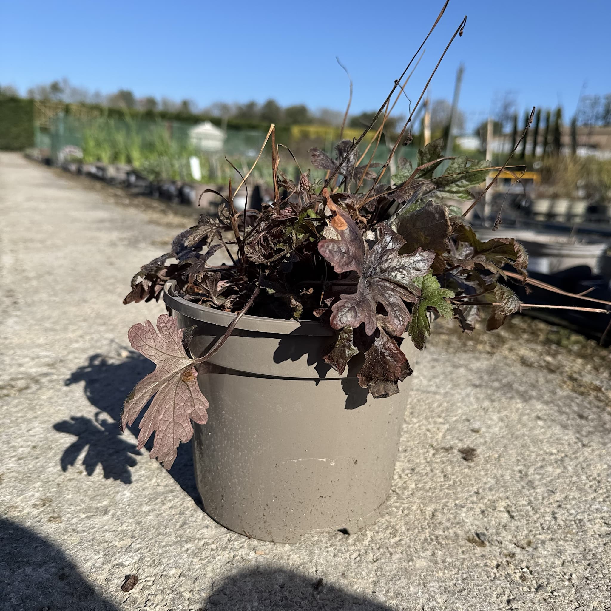 Tiarella 'Pink Skyrocket'