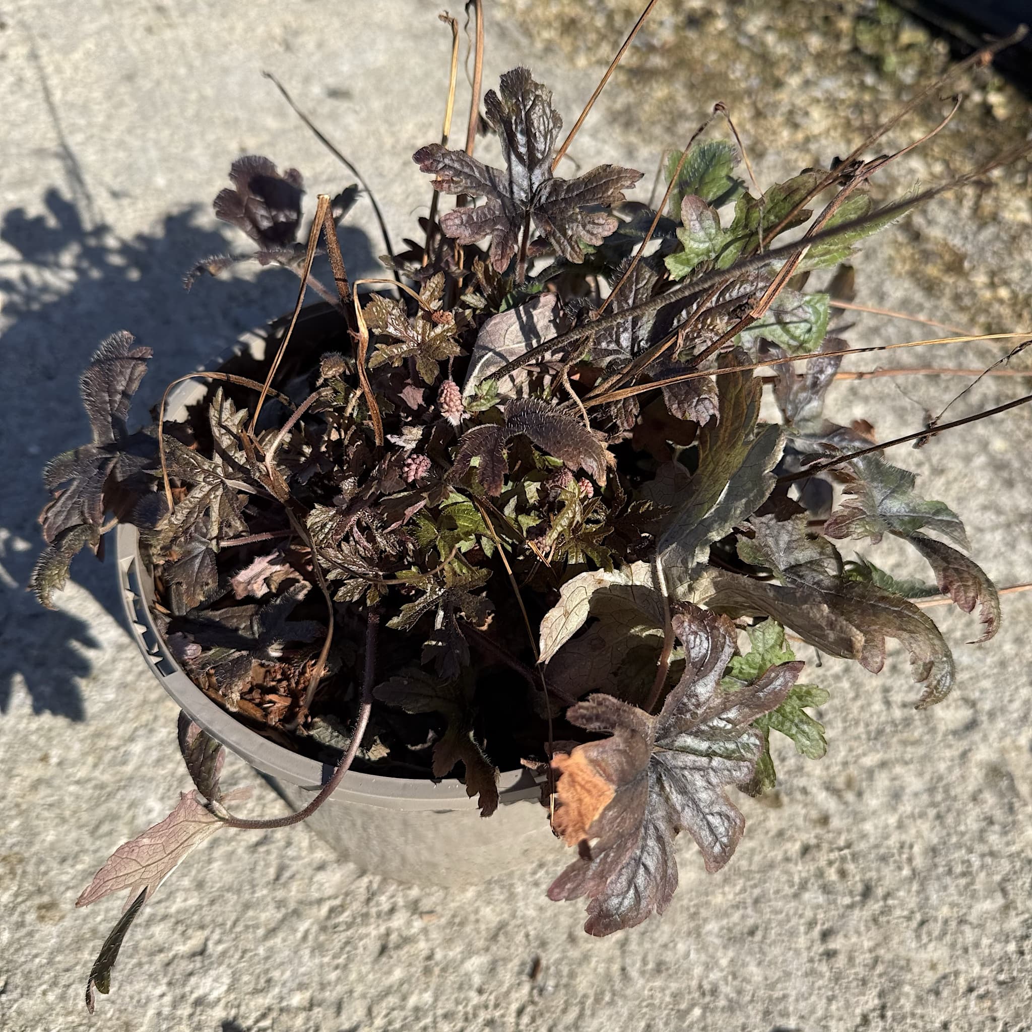 Tiarella 'Pink Skyrocket'