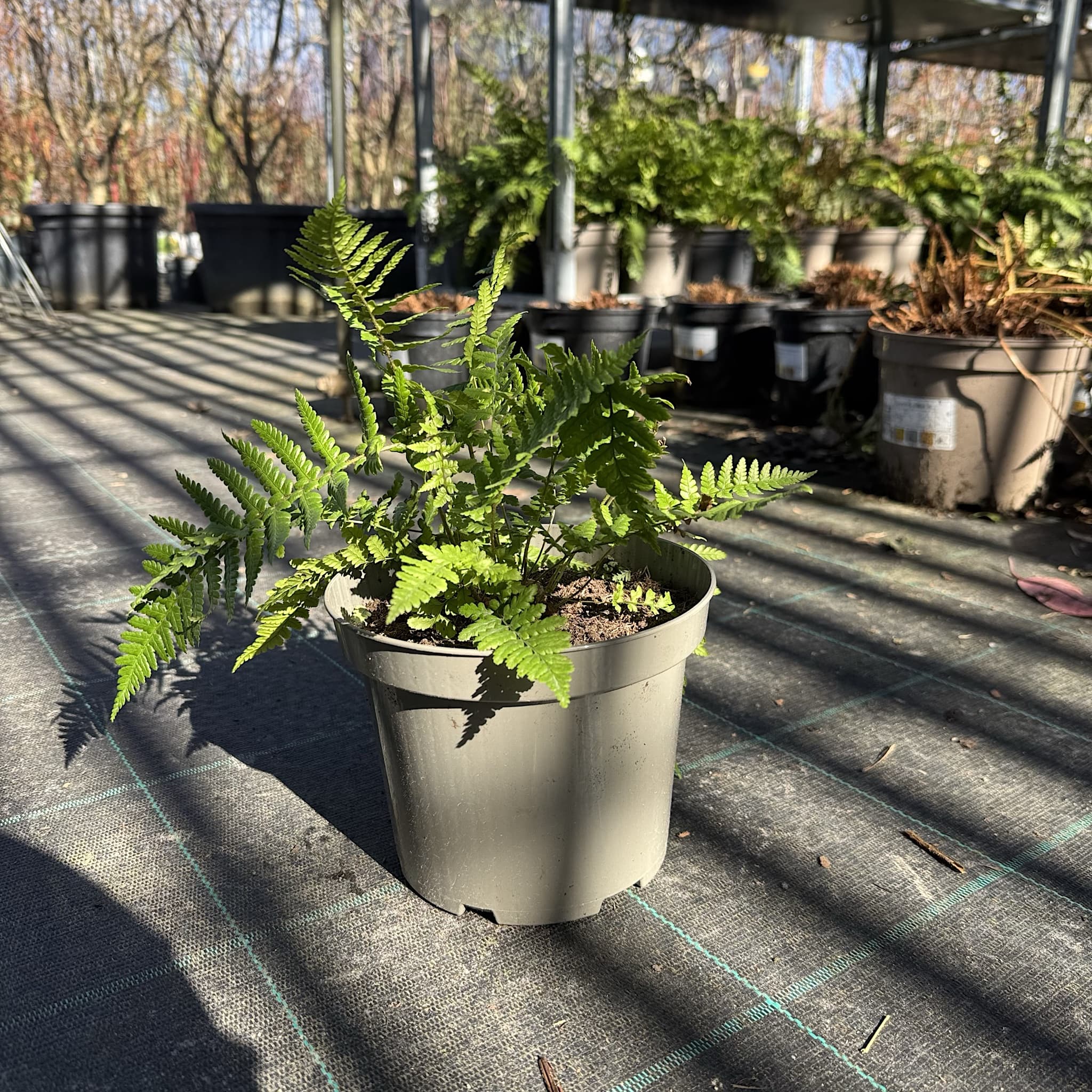 Dryopteris wallichiana