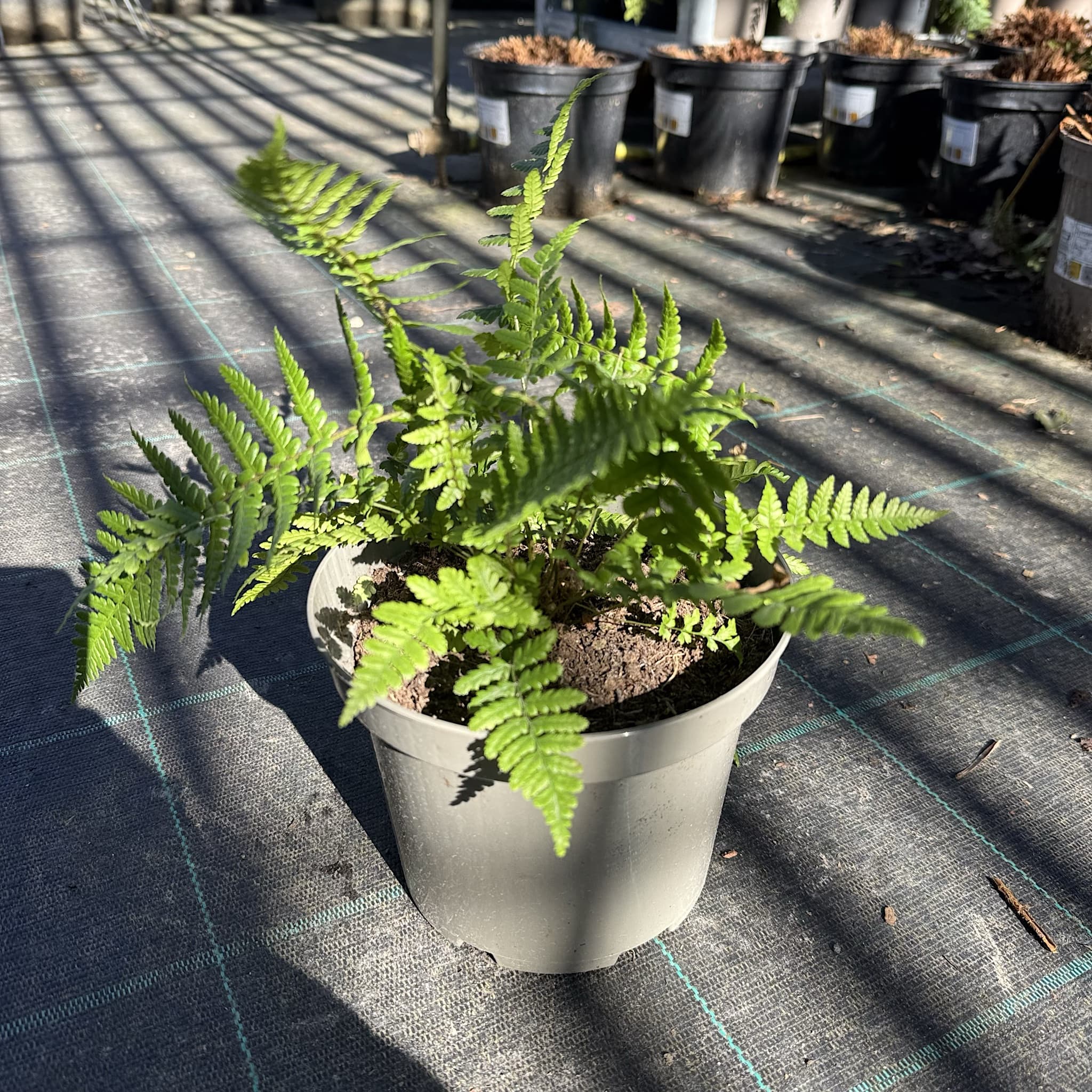 Dryopteris wallichiana