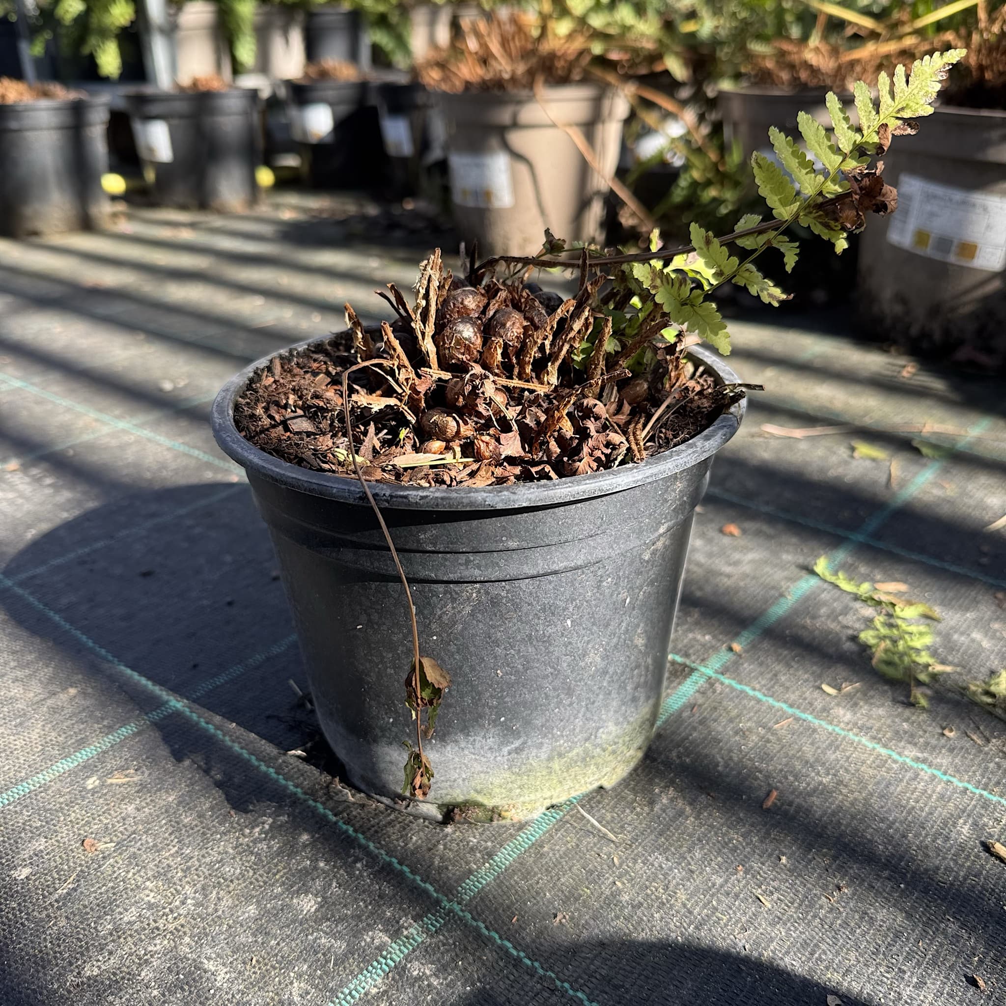 Dryopteris filix-mas