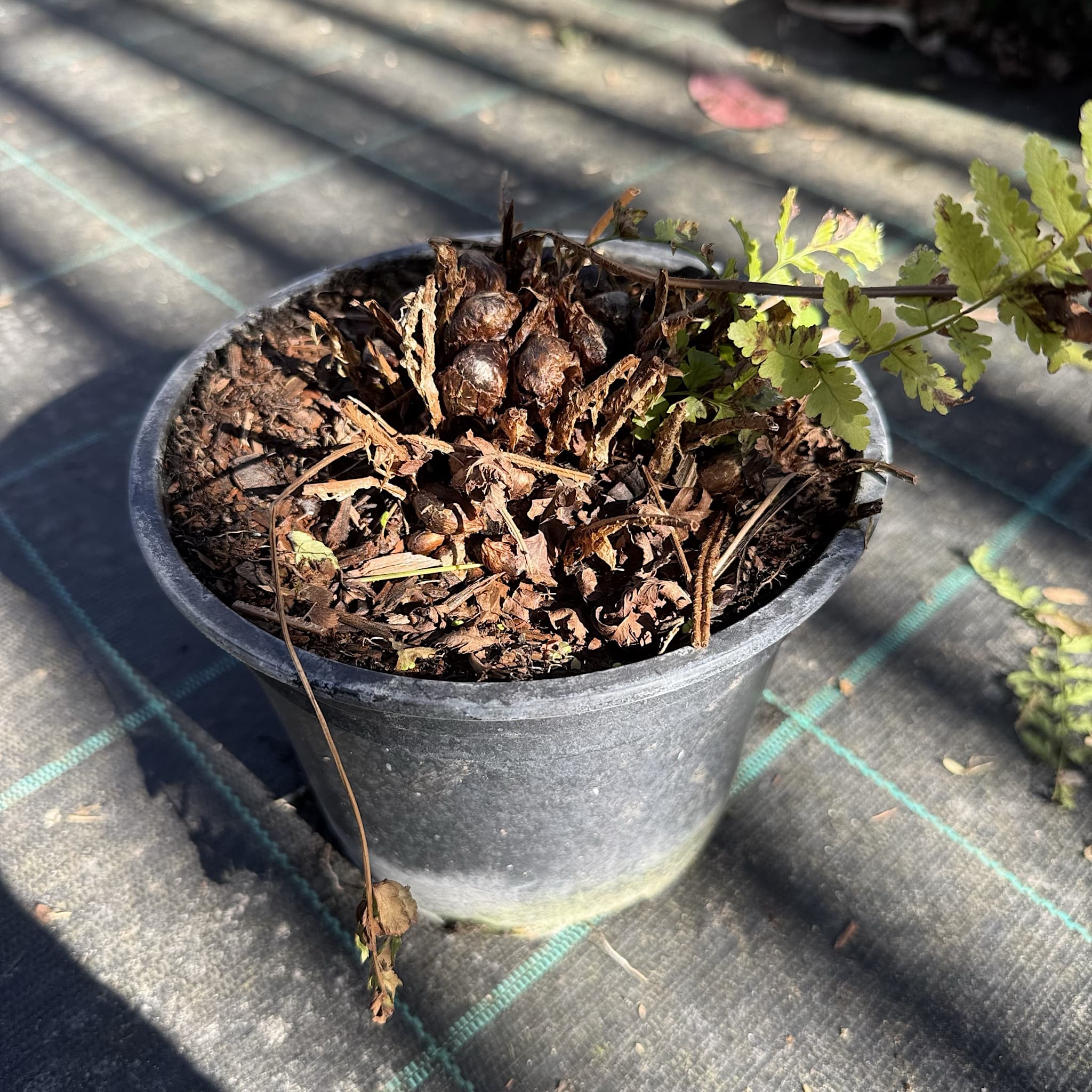 Dryopteris filix-mas