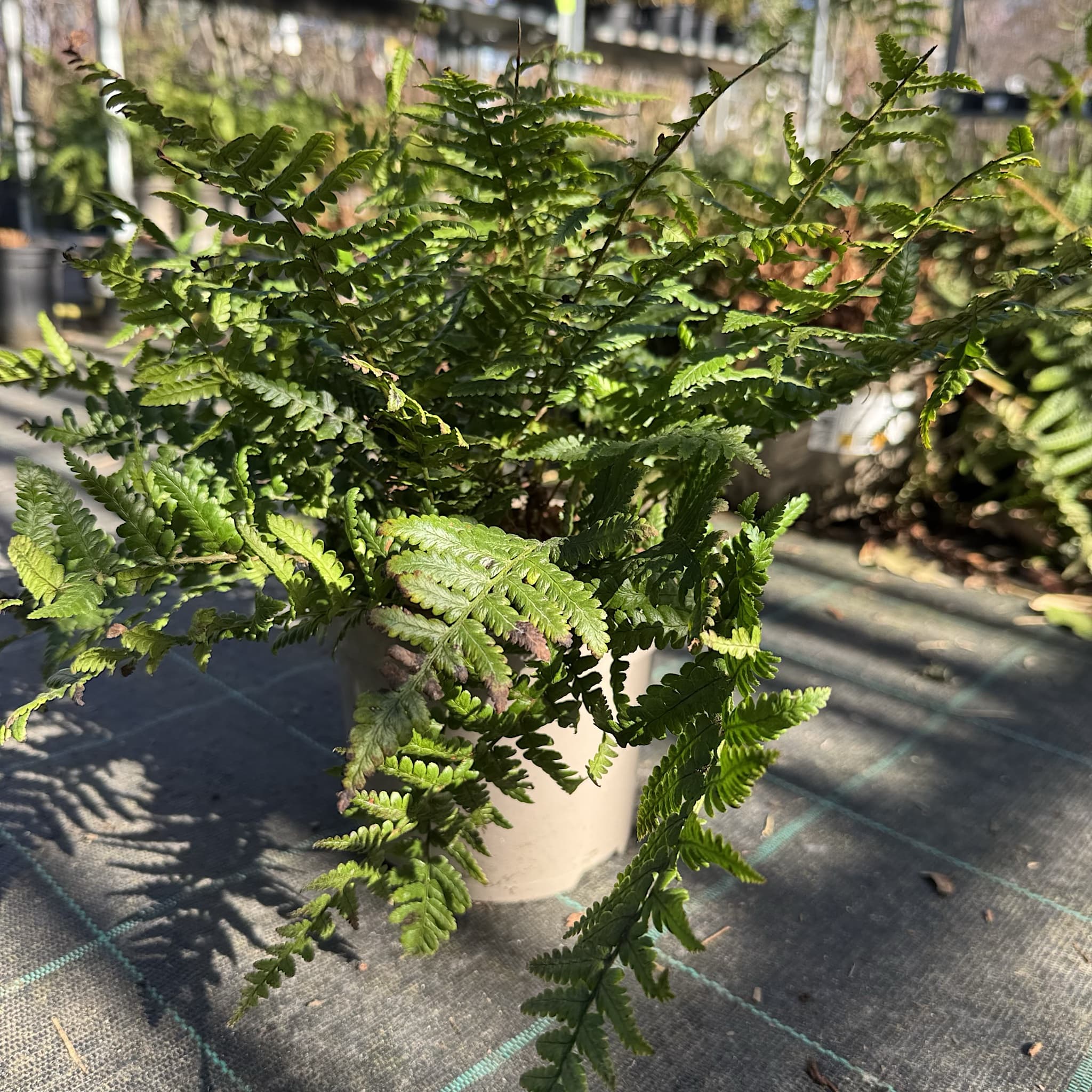 Dryopteris affinis