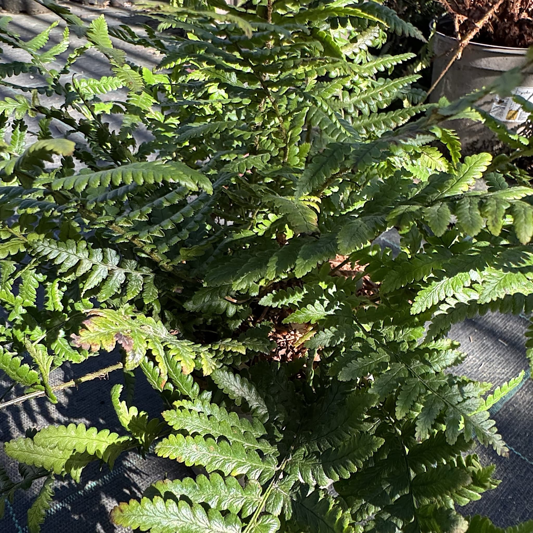 Dryopteris affinis