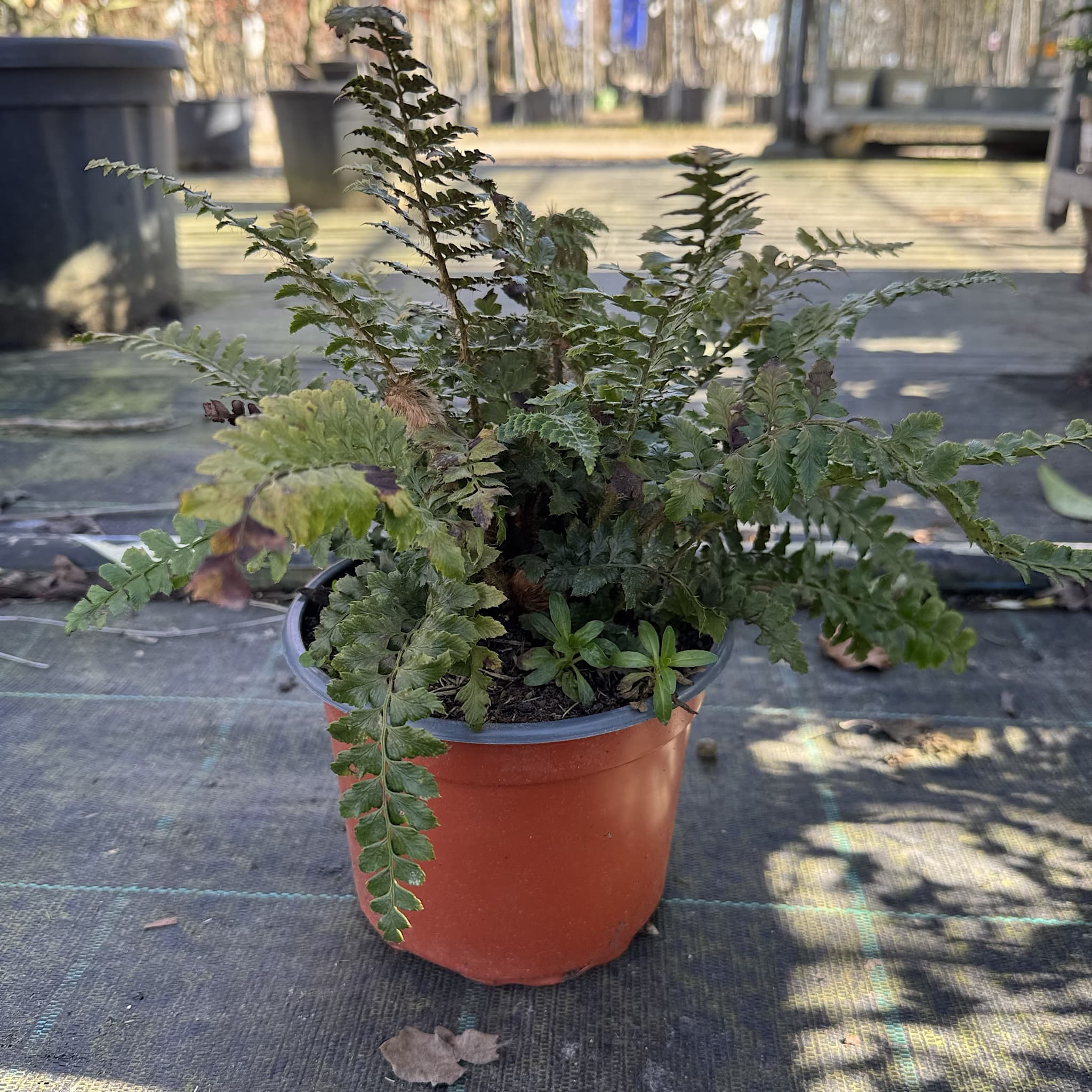 Polystichum polyblepharum