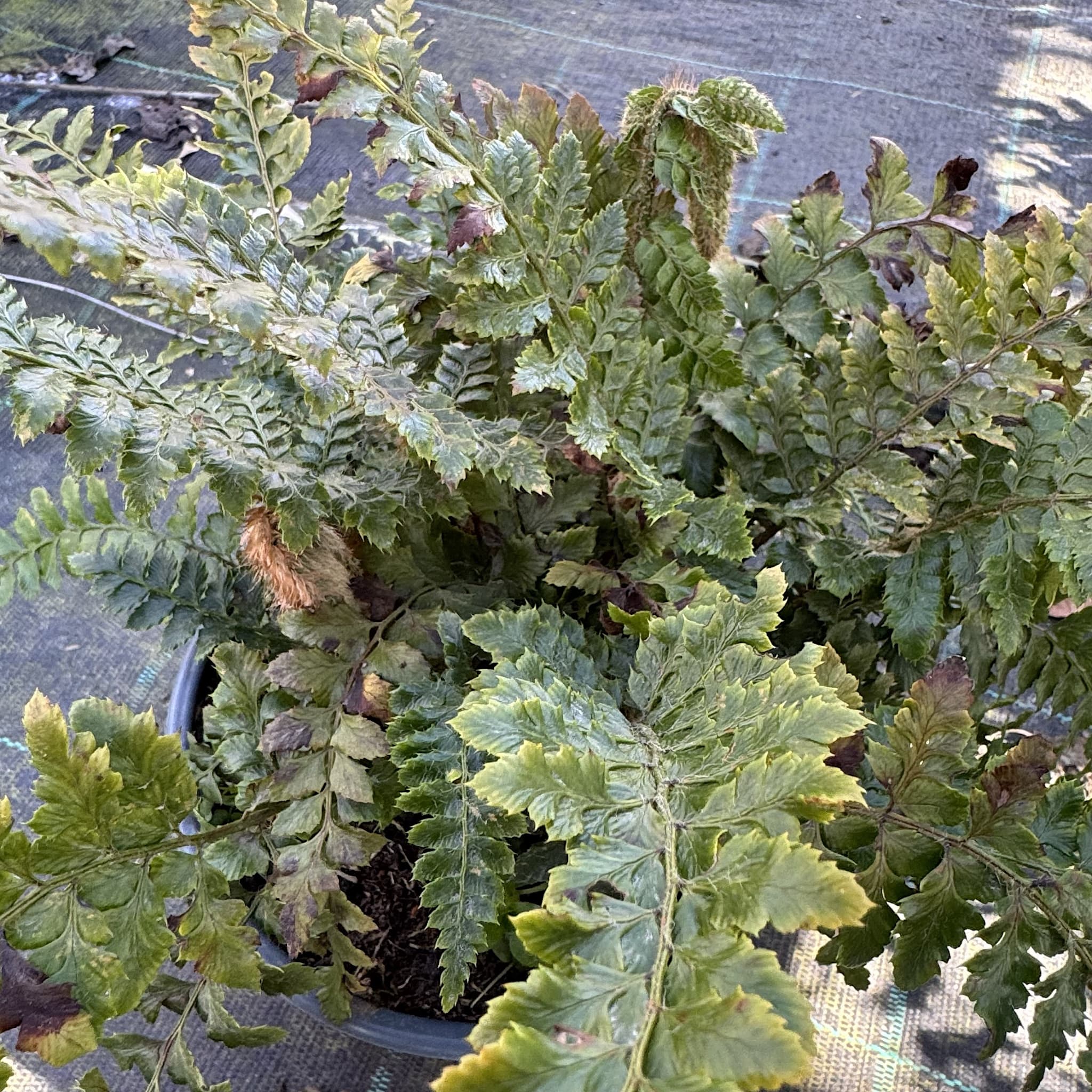 Polystichum polyblepharum