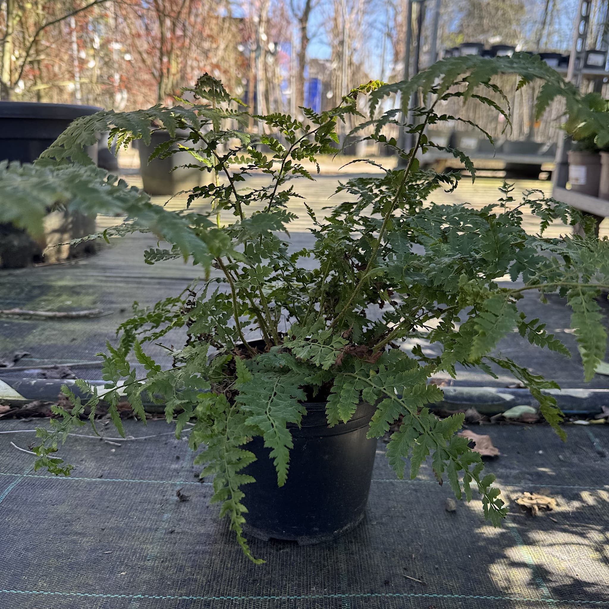 Polystichum setiferum